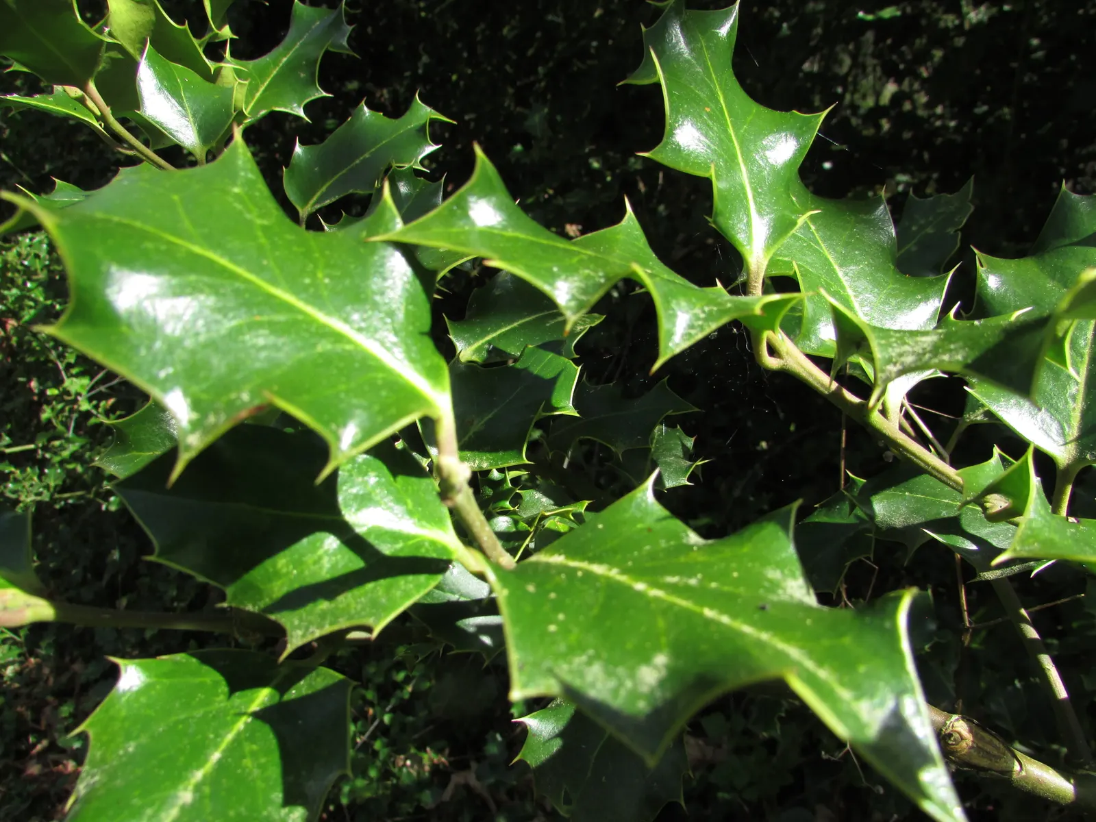 American Holly (Ilex Opaca) — American Holly (Ilex opaca) is an evergreen with a dense pyramidal shape; hardy in zones 5-9, it requires minimal pruning and