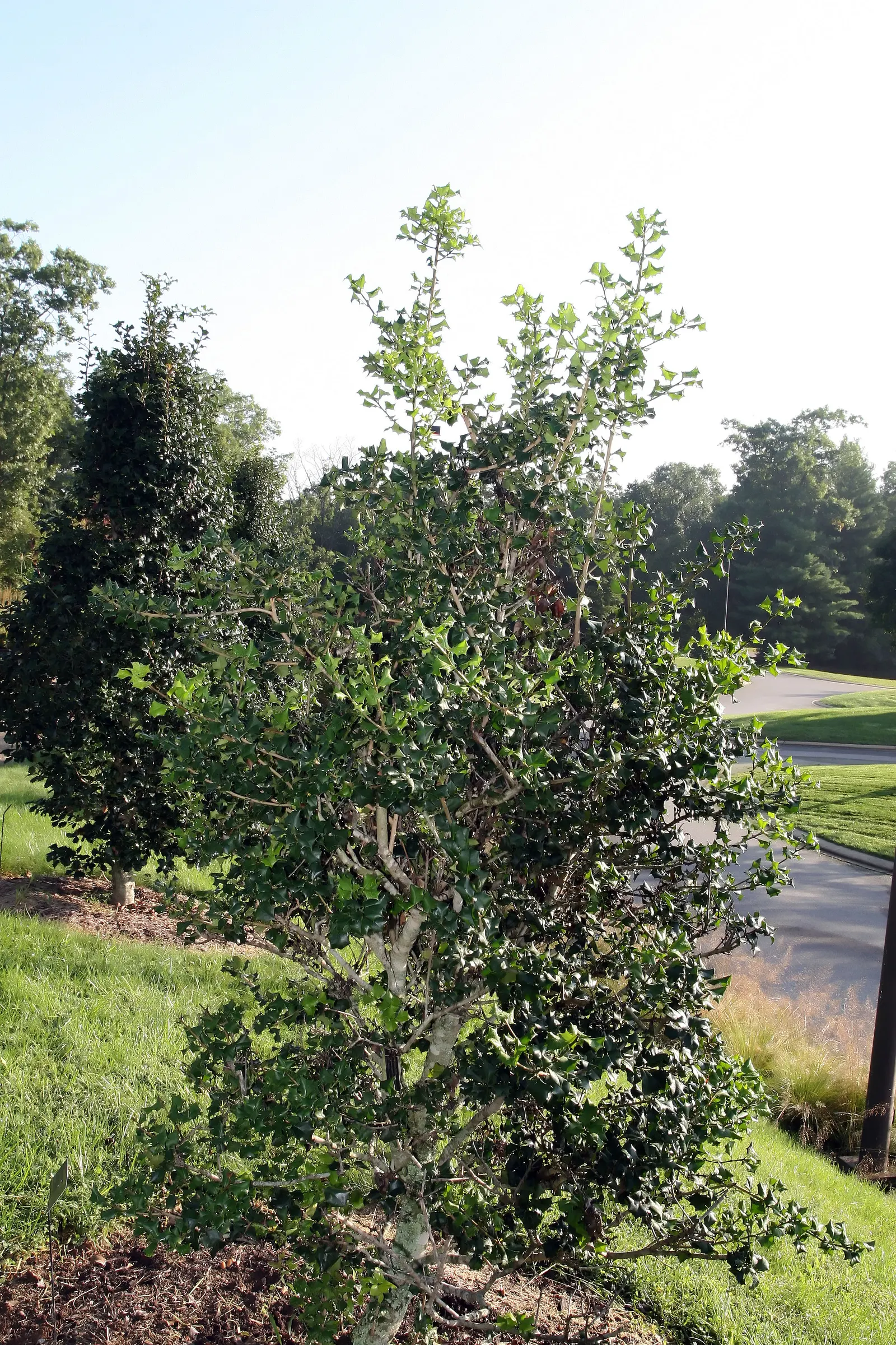 American Holly (Ilex Opaca) — is a regal evergreen tree revered for its glossy; and although it can adapt to a range of light conditions, image 56