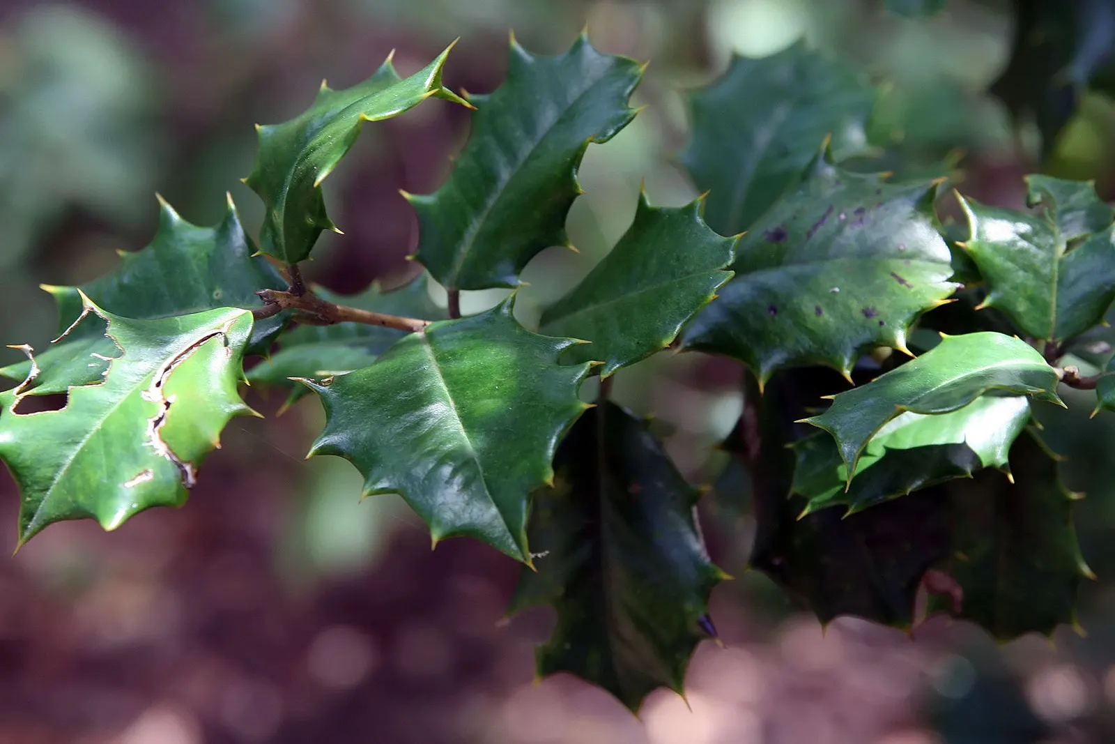 American Holly (Ilex Opaca) — broadleaf evergreen / tree with white blooms; it prefers full sun to partial shade for optimal growth and berry, image 74
