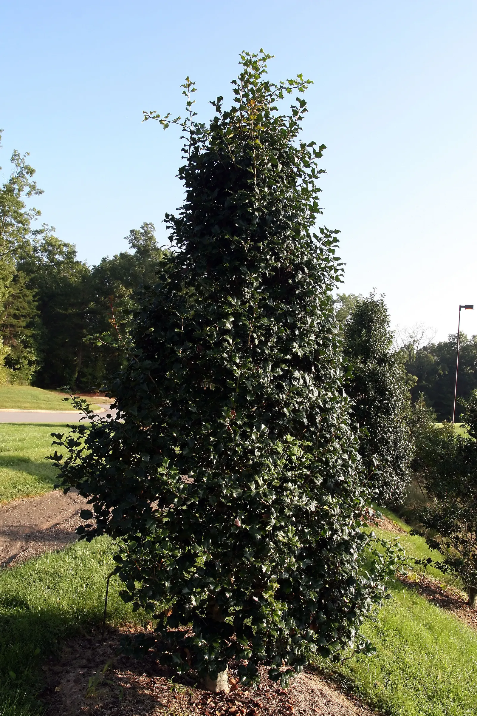 American Holly (Ilex Opaca) — American Holly typically reaches heights of 15 to 30 feet with a spread of 10 to 20 feet at maturity; which necessitate a nearby