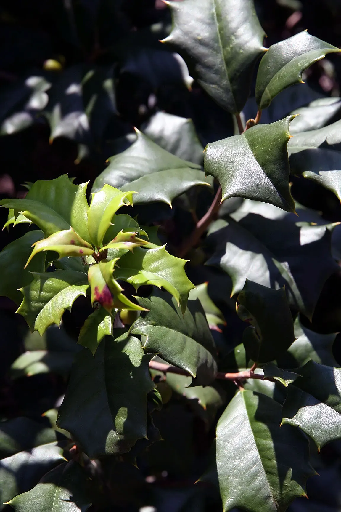 American Holly (Ilex Opaca) — Hardy in zones 5-9, it requires minimal pruning and offers excellent privacy or as a focal specimen; broadleaf, image 54