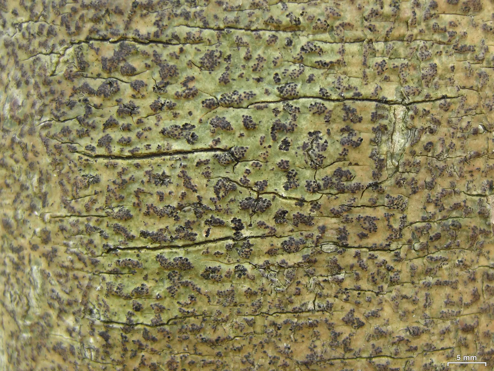 American Holly (Ilex Opaca) — ensure adequate space is allocated for its mature size and consider its use as a privacy screen; under optimal