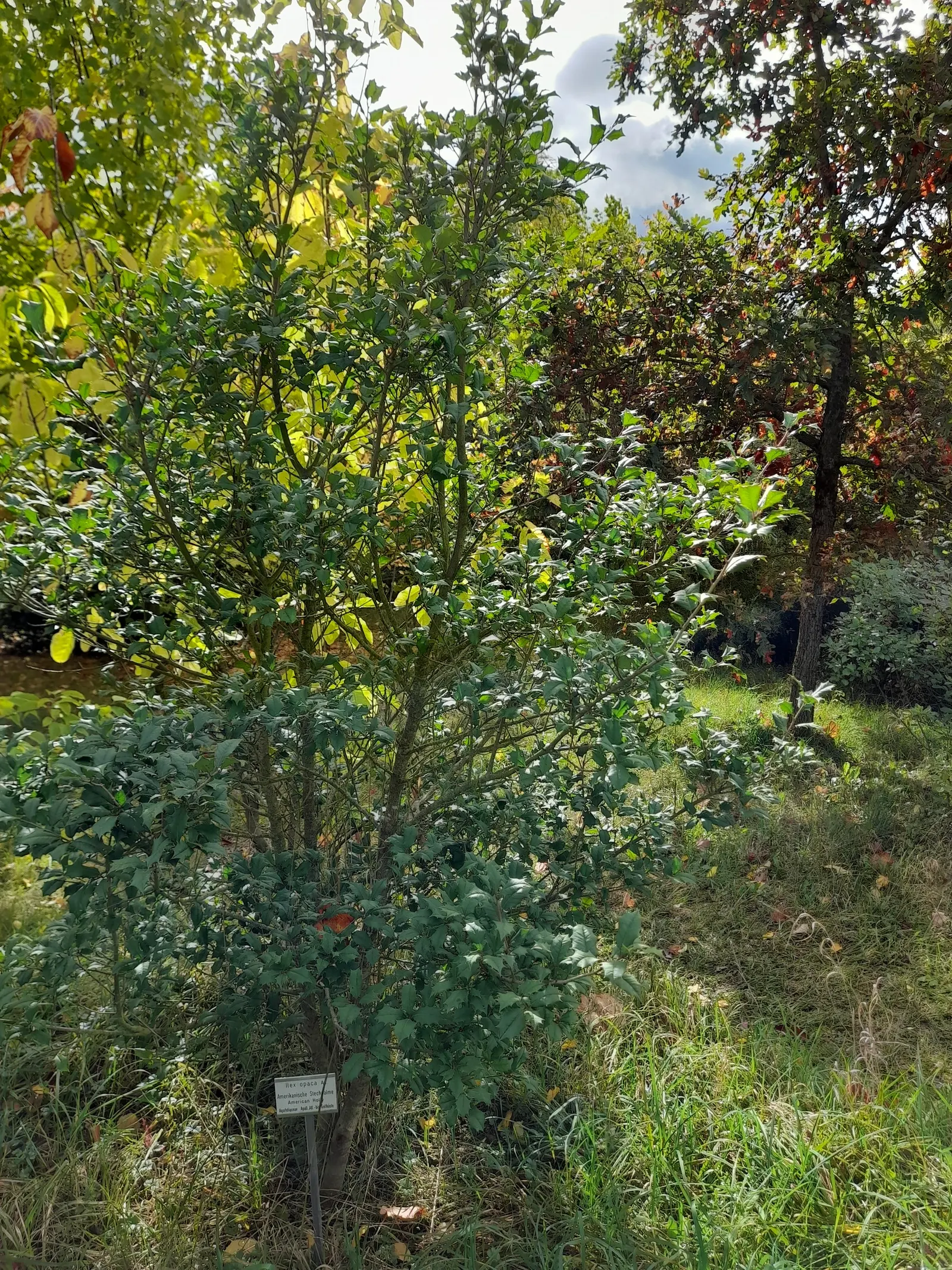 American Holly (Ilex Opaca) — Its ability to be pruned into a hedge or topiary form adds to its versatility in garden design; american Holly (Ilex opaca) is an