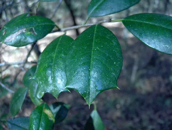 American Holly (Ilex Opaca) — it prefers full sun to partial shade for optimal growth and berry production; typically reaching 15-30 feet in height with a