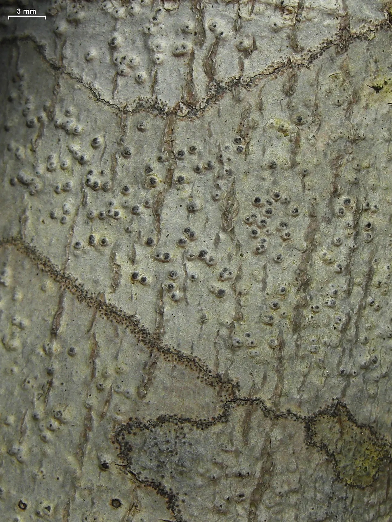 American Holly (Ilex Opaca) — this species thrives in well-drained