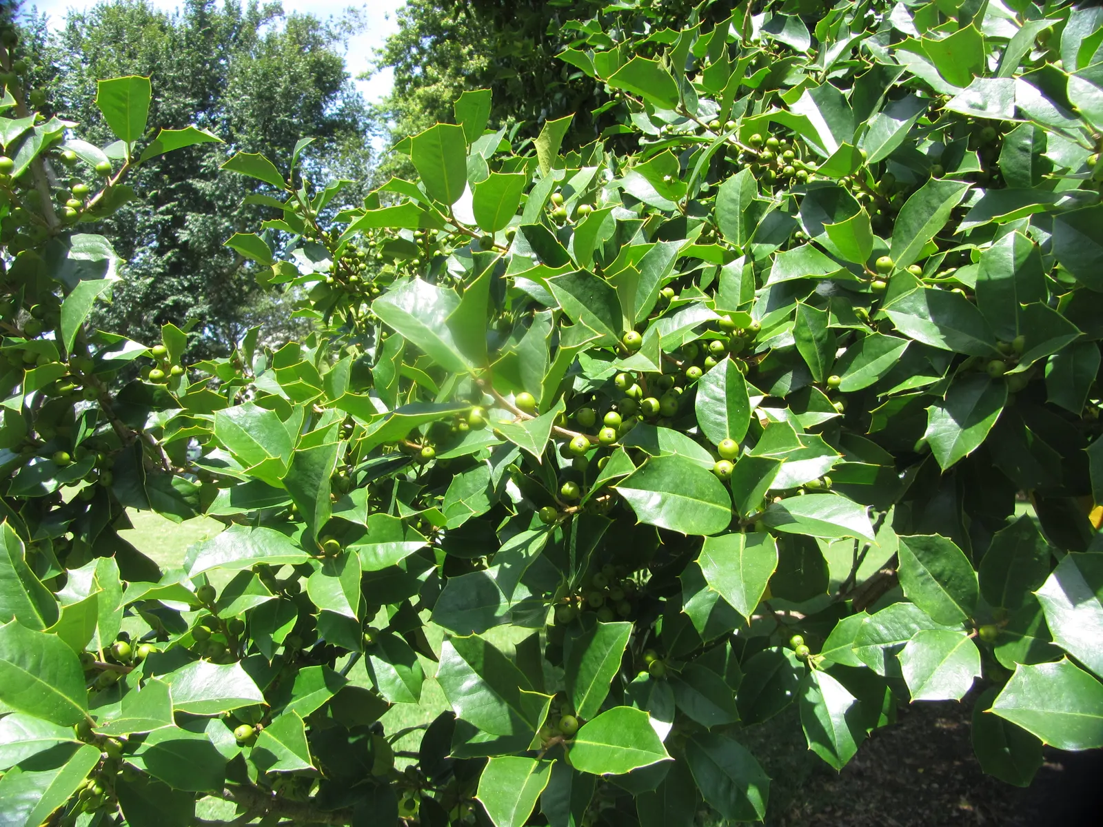 American Holly (Ilex Opaca) — American Holly typically reaches heights of 15 to 30 feet with a spread of 10 to 20 feet at maturity