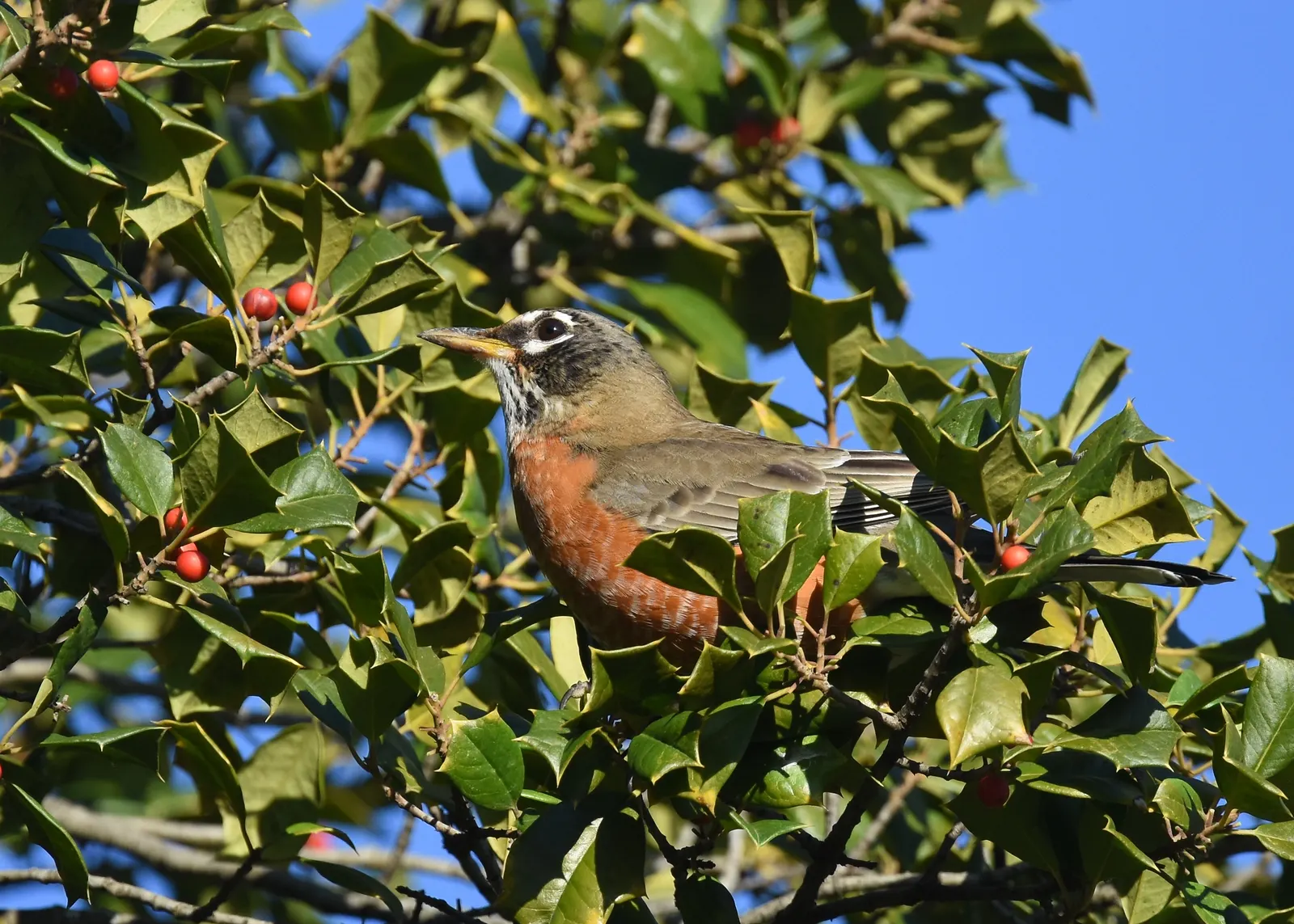 American Holly (Ilex Opaca) — Its spiny dark green leaves and bright red berries are iconic, thriving in well-drained, slightly acidic soil