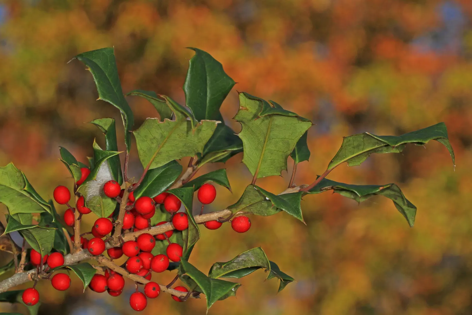 American Holly (Ilex Opaca) — this species thrives in well-drained, image 38