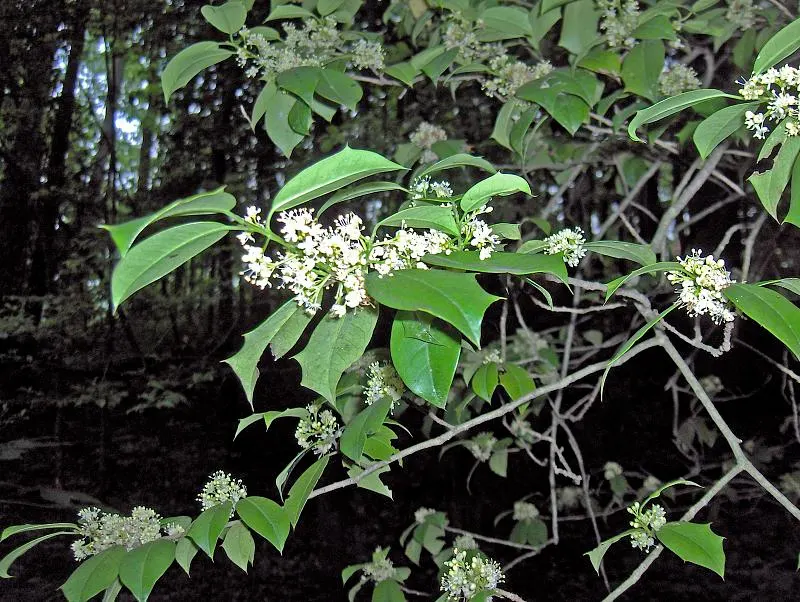 American Holly (Ilex Opaca) — It should be noted that American Holly is dioecious; growing at a moderate pace, image 91