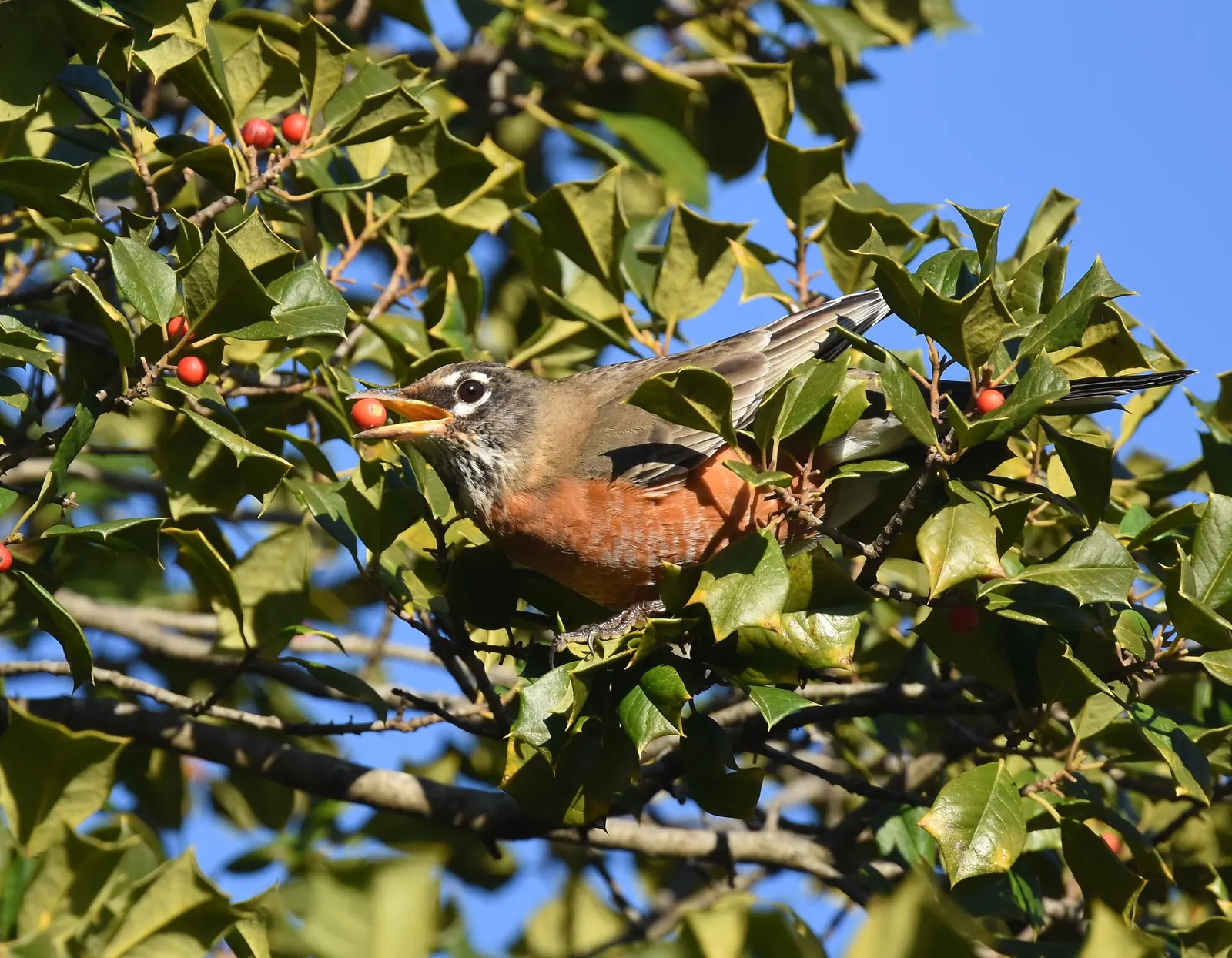 American Holly (Ilex Opaca) — white flowers in the garden; which are traditionally associated with holiday decor, image 73