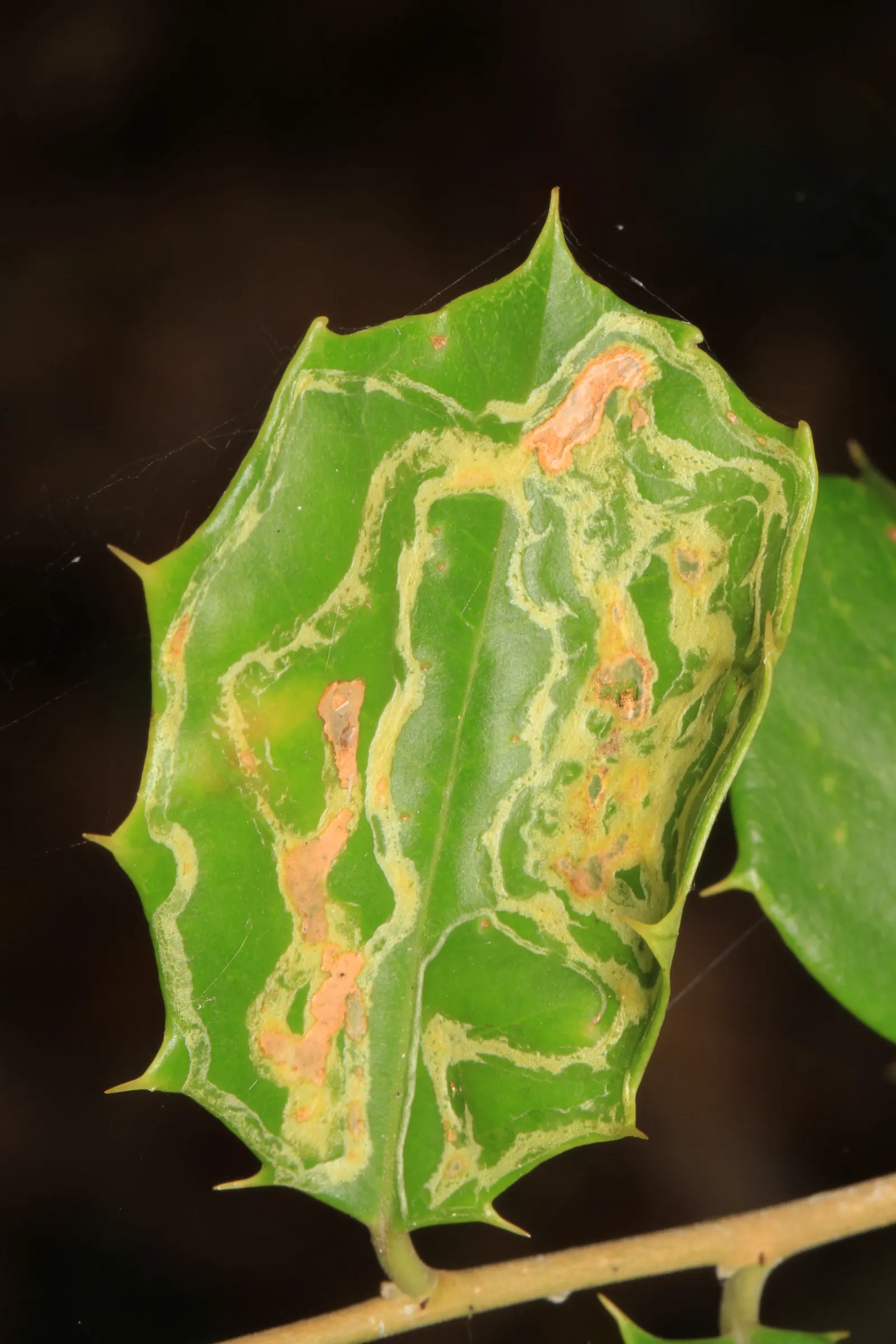 American Holly (Ilex Opaca) — this species thrives in well-drained, image 88
