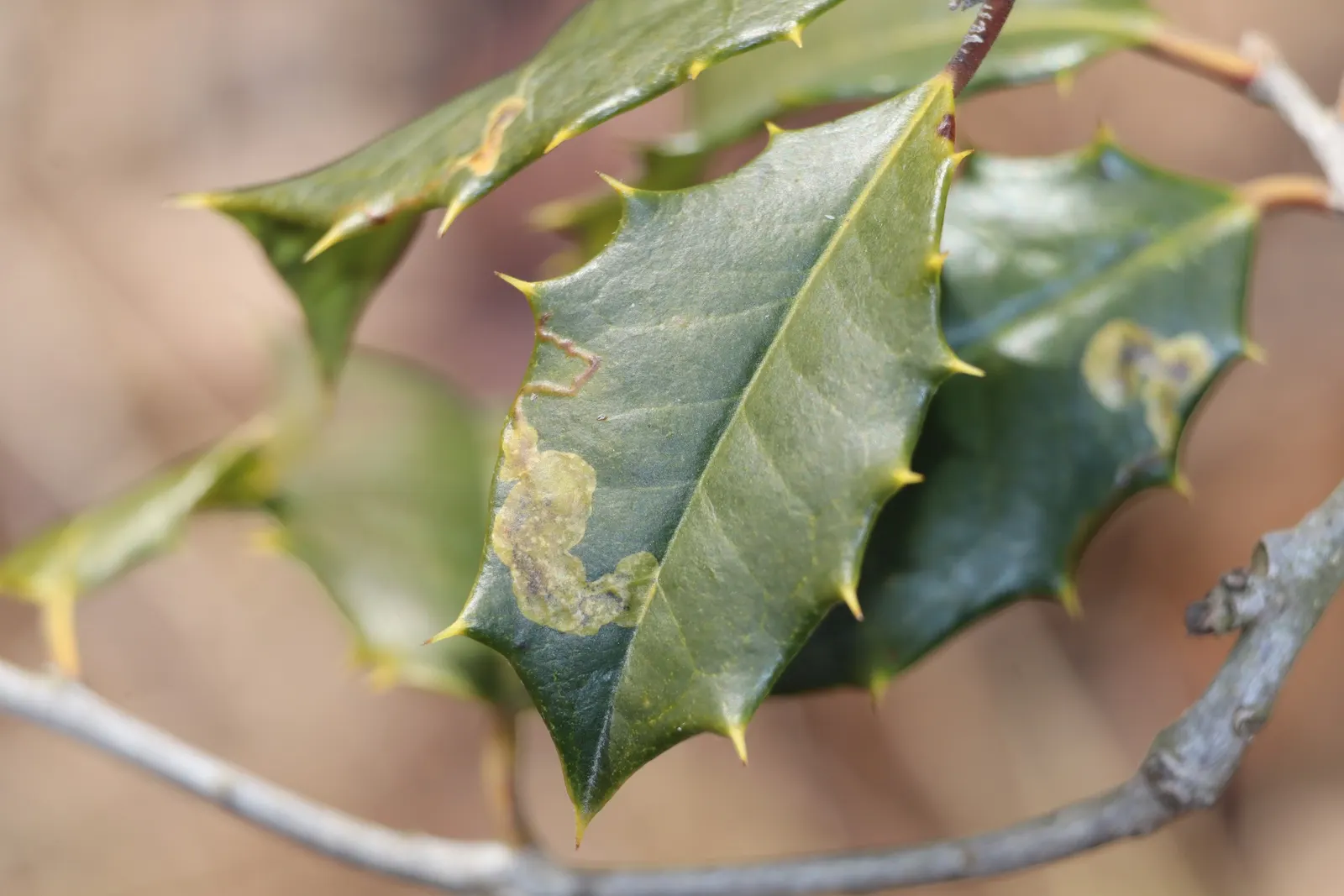 American Holly (Ilex Opaca) — under optimal conditions.<br><br>Hardy in USDA zones 5 through 9; is a regal evergreen tree revered for its glossy, image 62