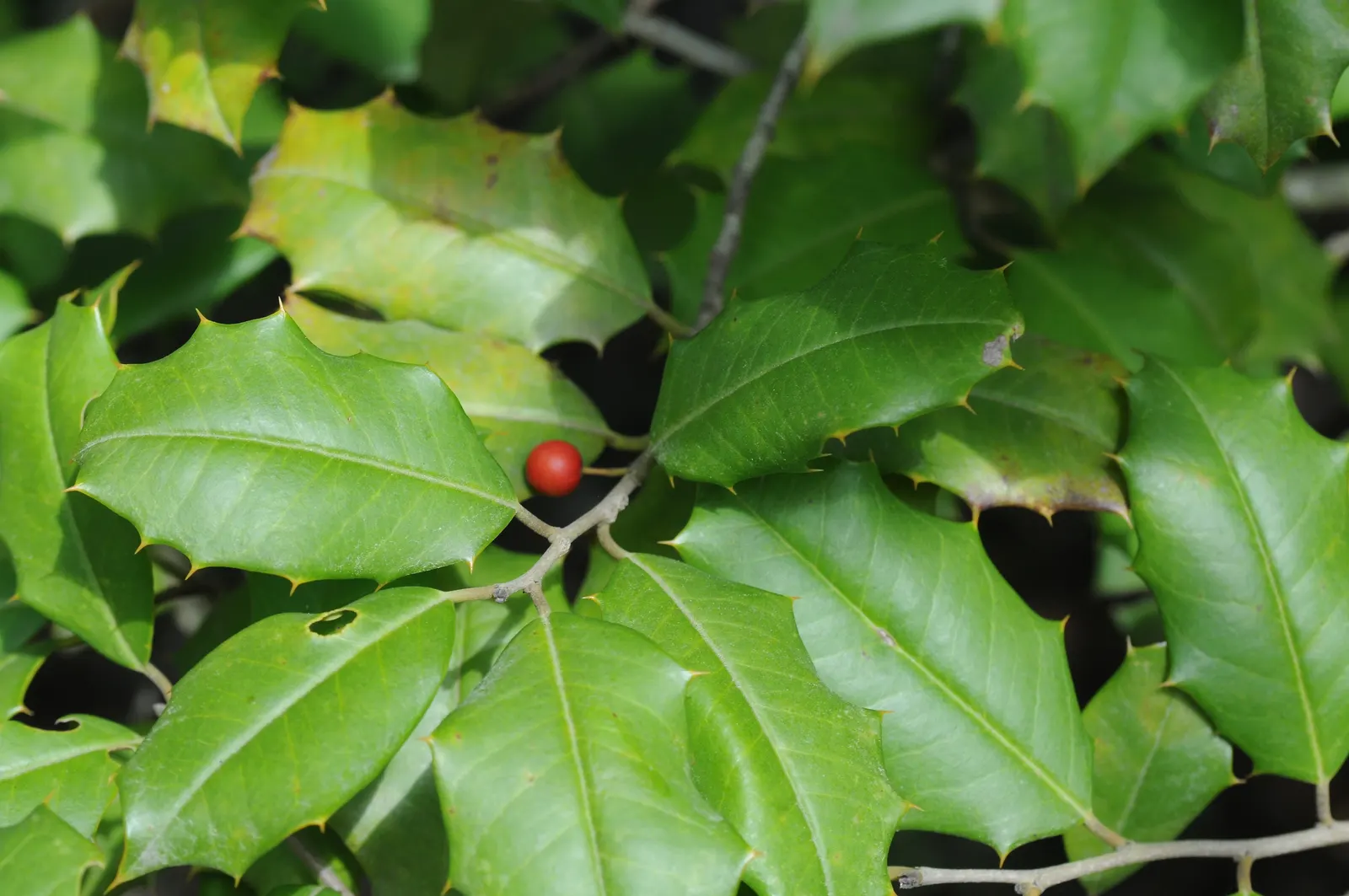 American Holly (Ilex Opaca) — and although it can adapt to a range of light conditions