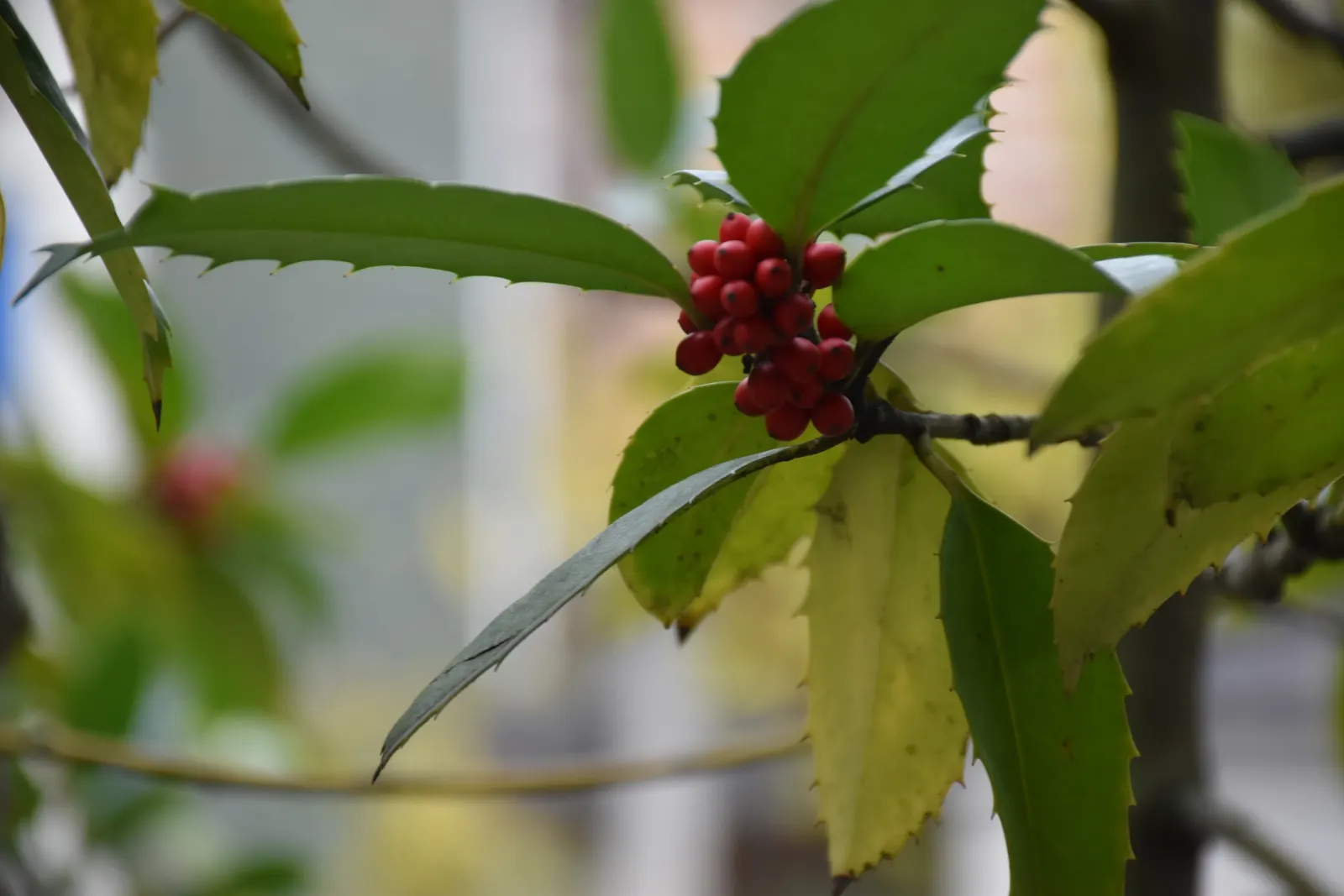 American Holly (Ilex Opaca) — typically reaching 15-30 feet in height with a spread of 10-20 feet; but it can soar even taller