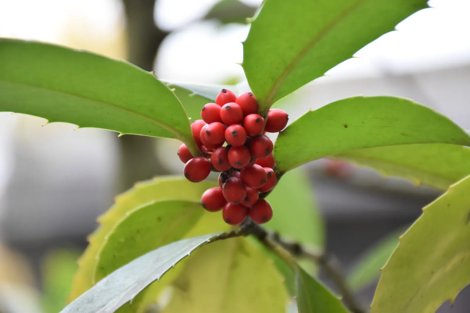 American Holly (Ilex Opaca) — Its ability to be pruned into a hedge or topiary form adds to its versatility in garden design