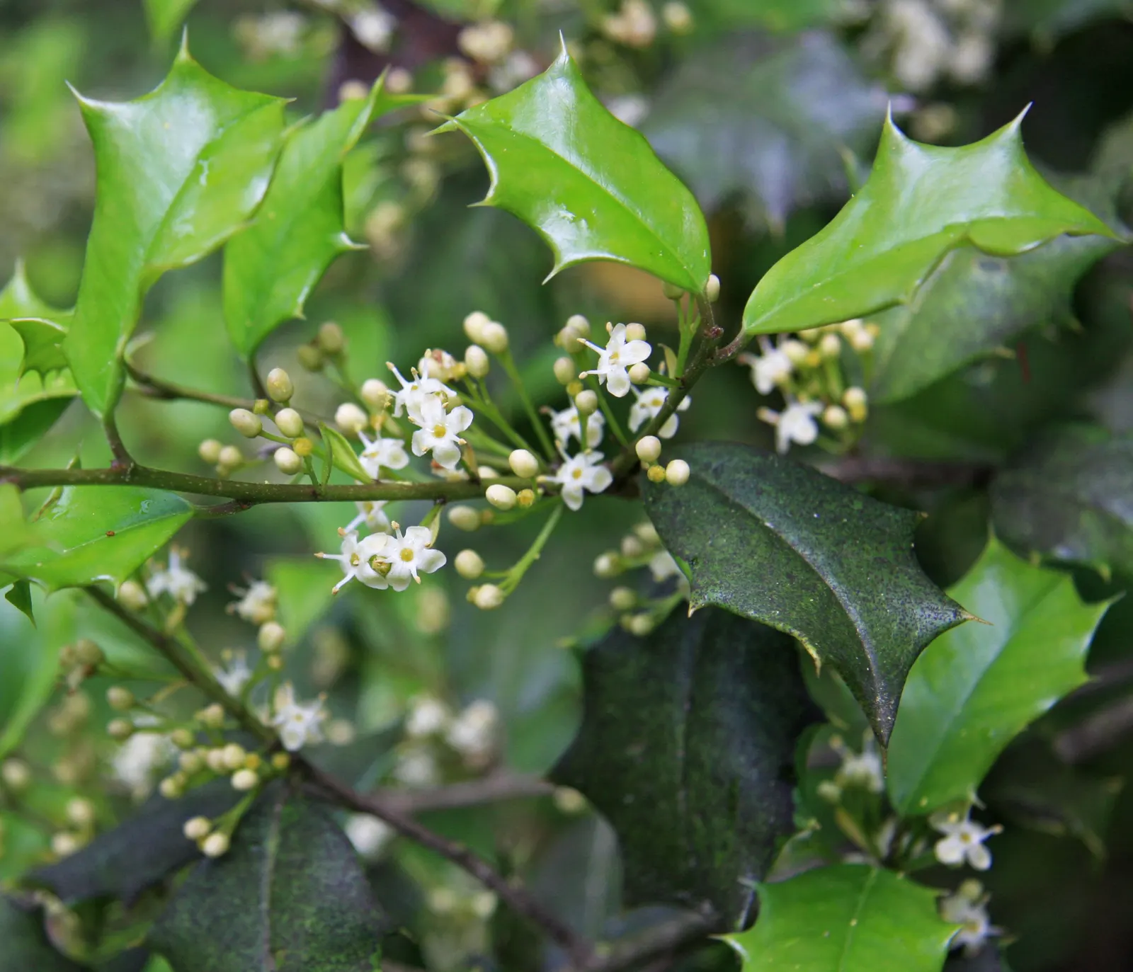 American Holly (Ilex Opaca) — white flowers in the garden; which are traditionally associated with holiday decor