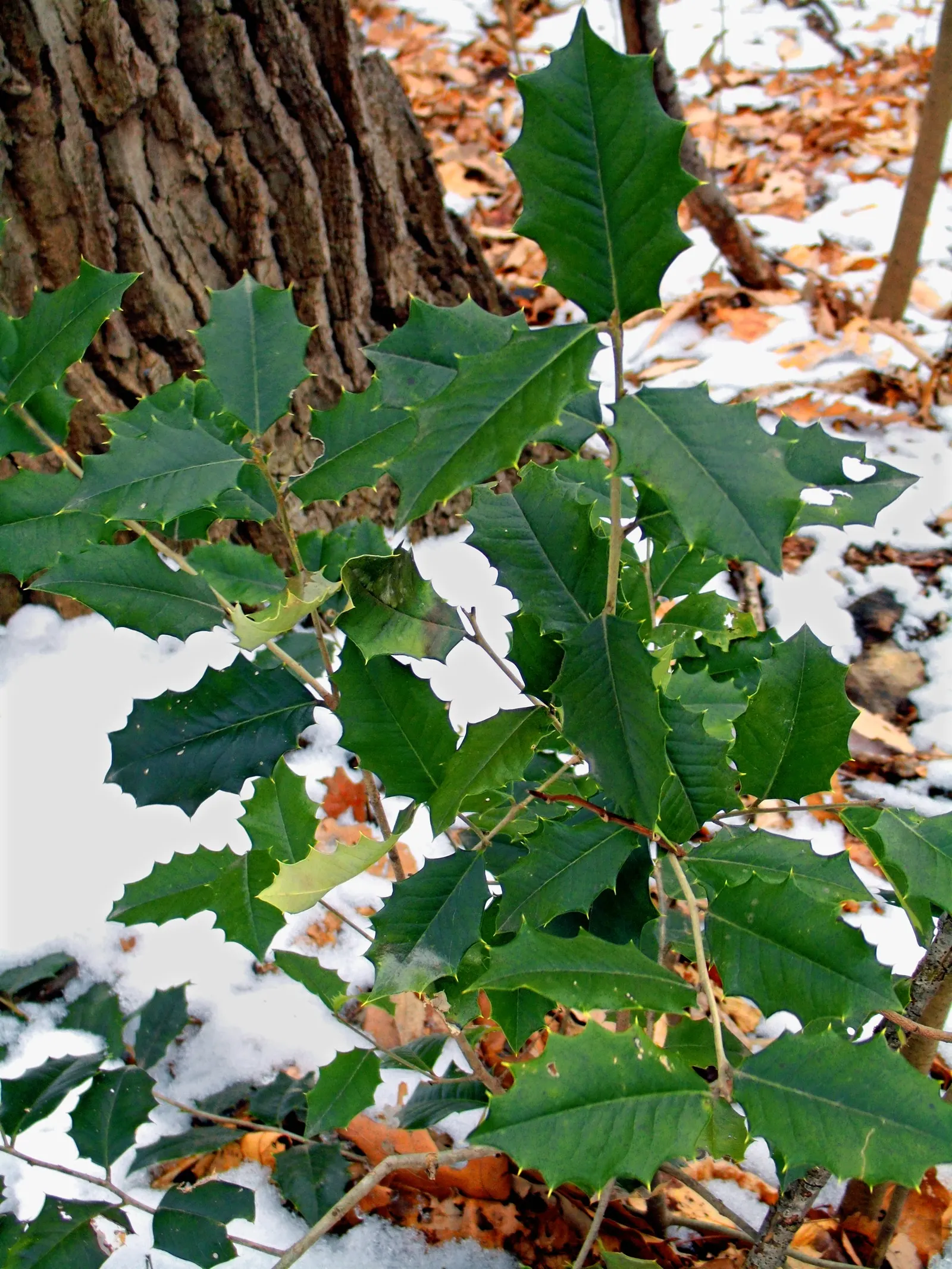 American Holly (Ilex Opaca) — American Holly (Ilex opaca) is an evergreen with a dense pyramidal shape; hardy in zones 5-9, it requires minimal, image 51