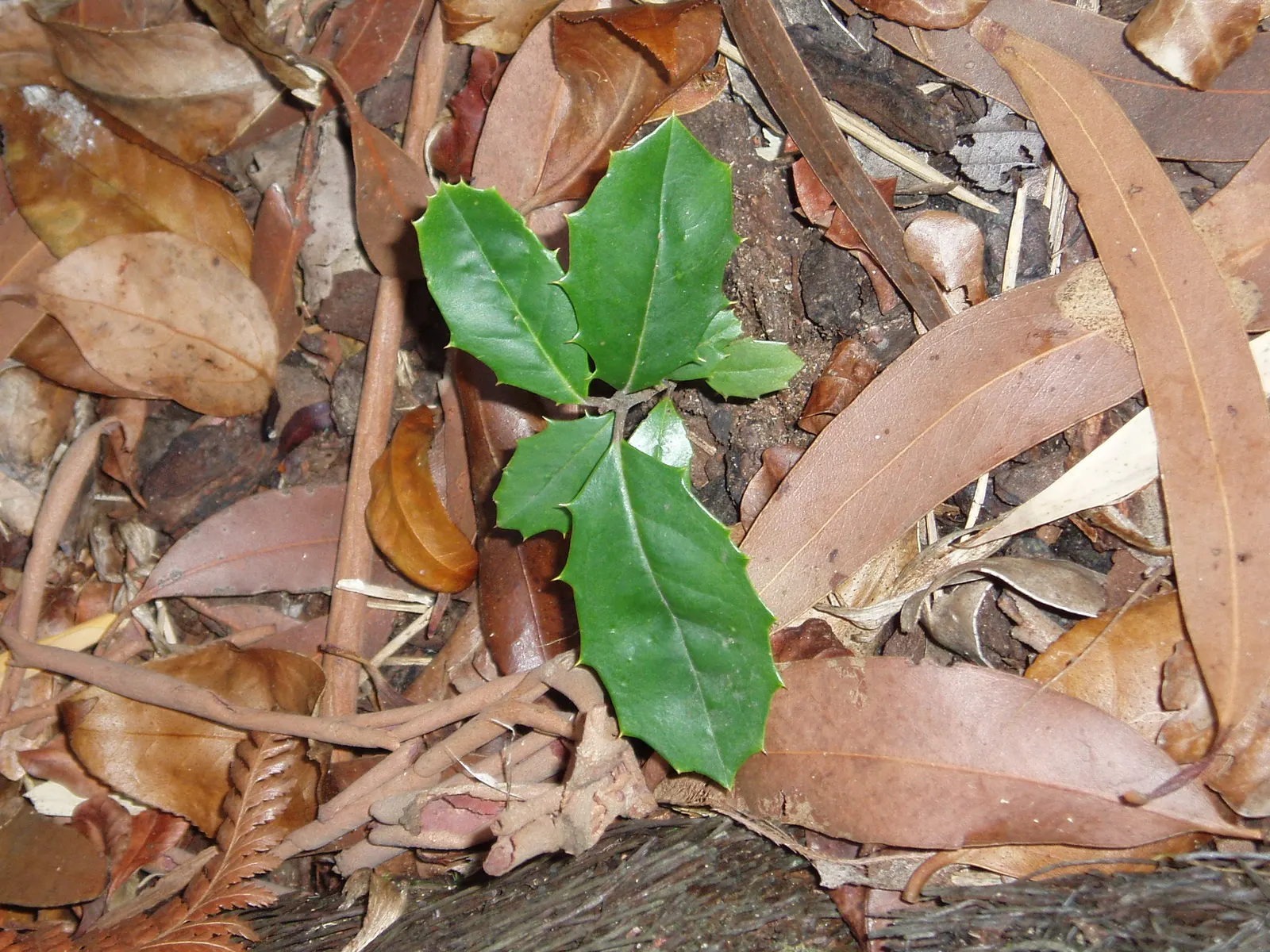 American Holly (Ilex Opaca) — When incorporating Ilex opaca into a landscape design; provides habitat for birds and is relatively slow-growing, image 69