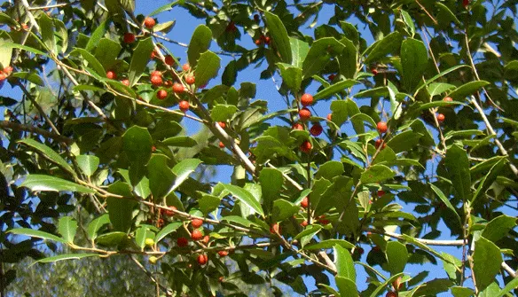 American Holly (Ilex Opaca) — which are traditionally associated with holiday decor; its spiny dark green leaves and bright red berries are iconic, thriving in