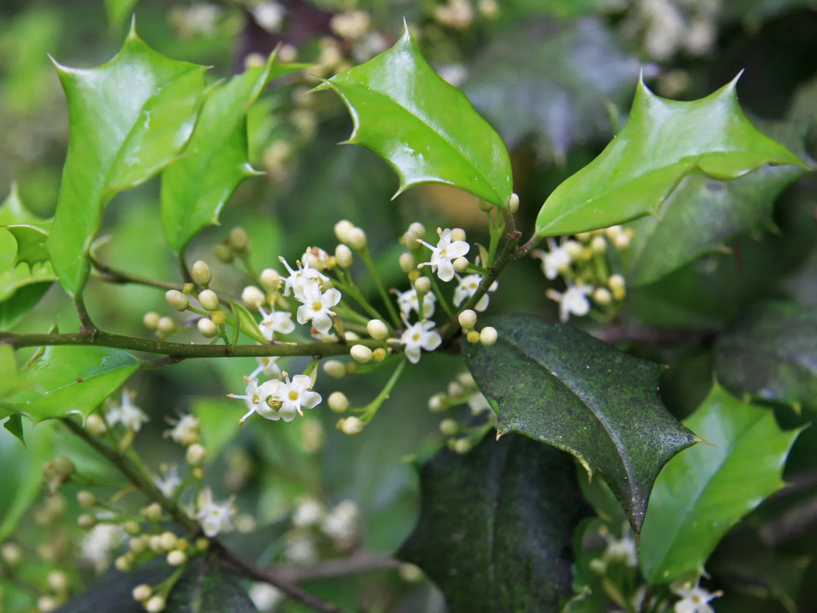 American Holly (Ilex Opaca) — Provides habitat for birds and is relatively slow-growing