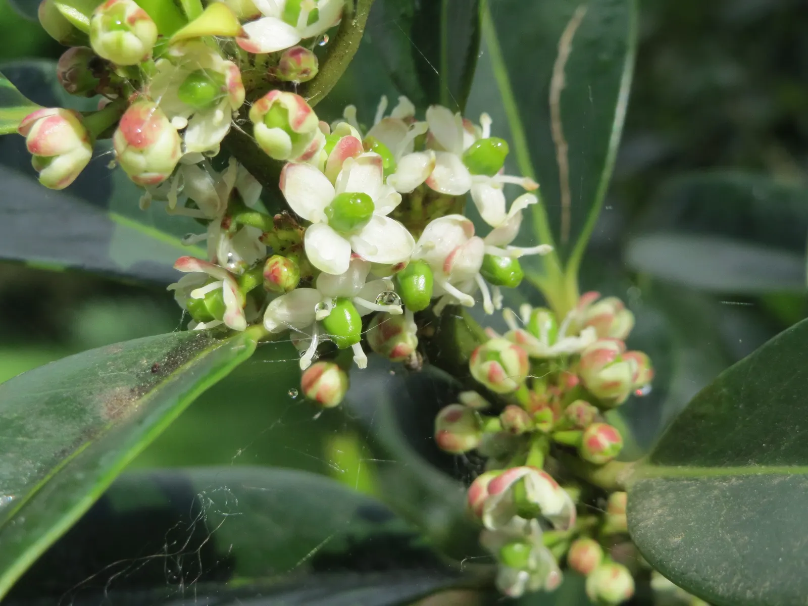American Holly (Ilex Opaca) — Growing at a moderate pace; american Holly typically reaches heights of 15 to 30 feet with a spread of 10 to 20 feet, image 59