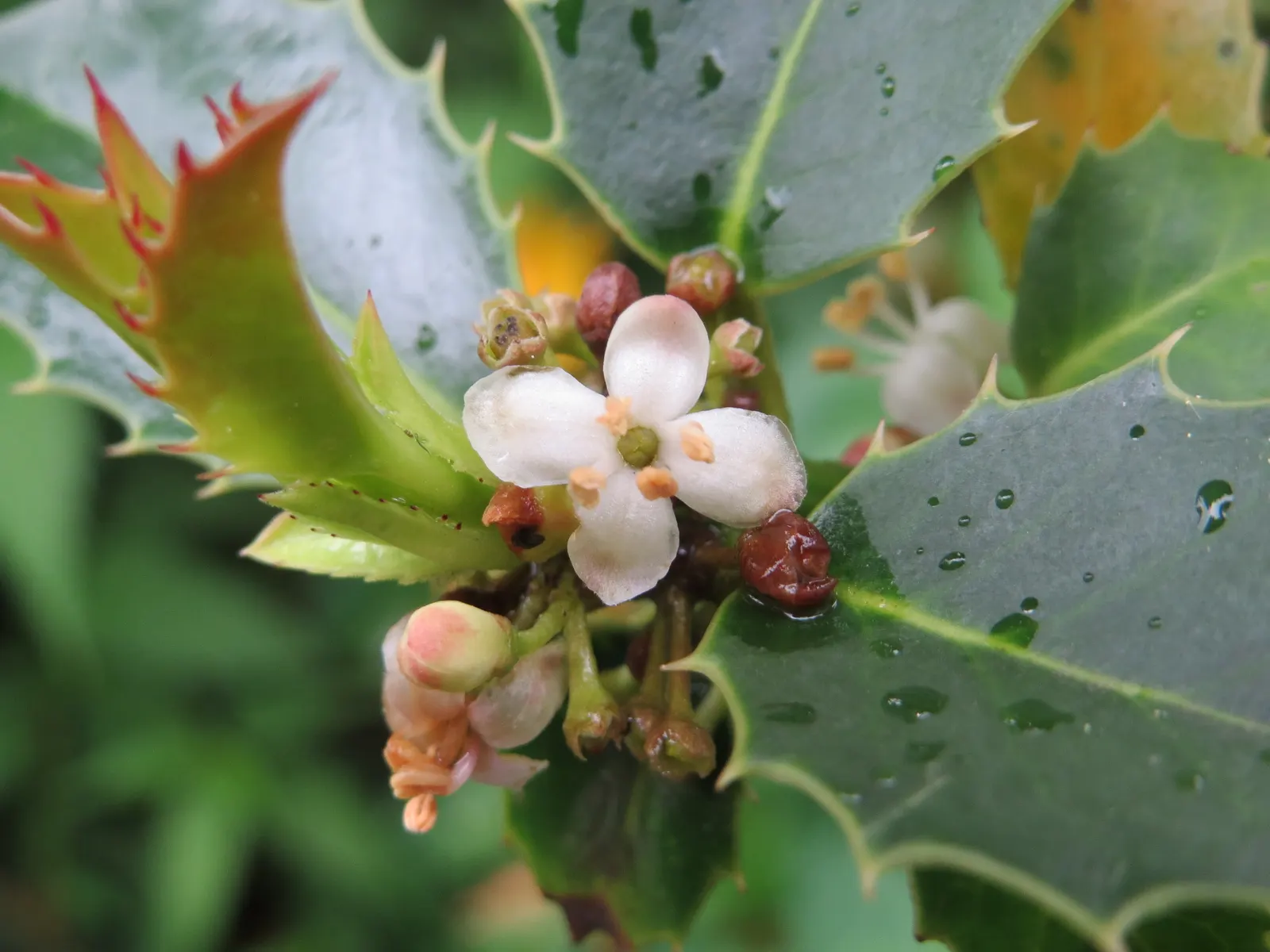 American Holly (Ilex Opaca) — It should be noted that American Holly is dioecious