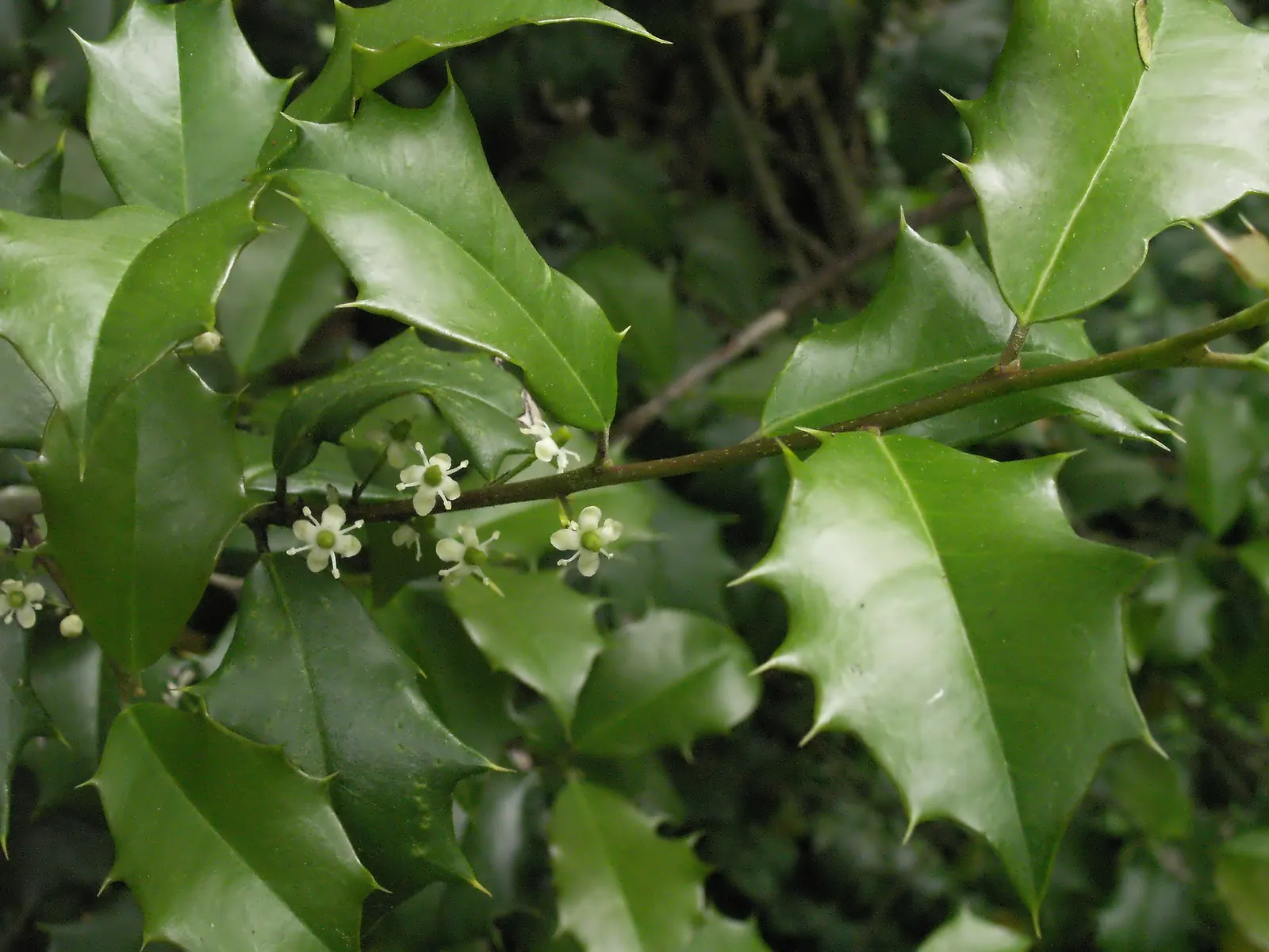American Holly (Ilex Opaca) — under optimal conditions.<br><br>Hardy in USDA zones 5 through 9; is a regal evergreen tree revered for its glossy, image 87