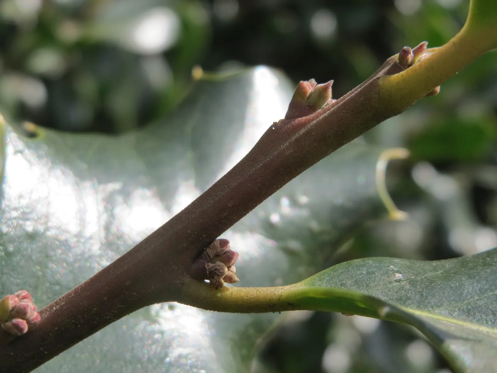 American Holly (Ilex Opaca) — is a regal evergreen tree revered for its glossy; and although it can adapt to a range of light conditions, image 81