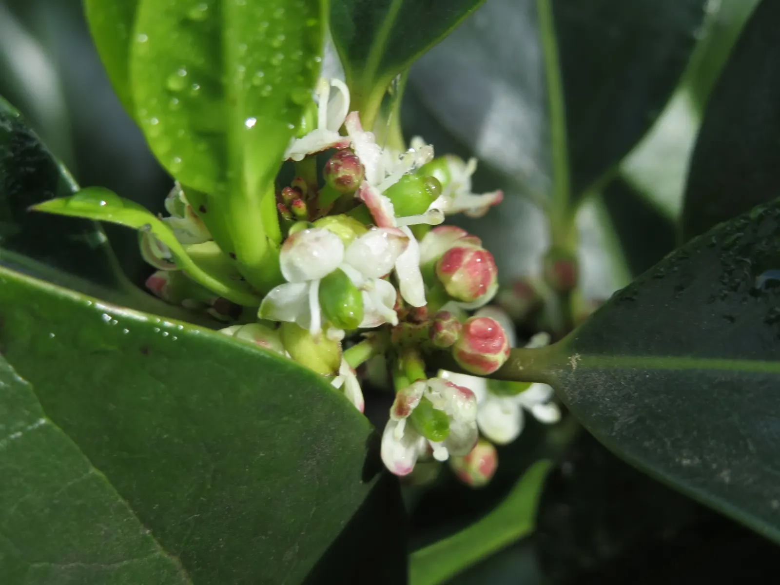 American Holly (Ilex Opaca) — broadleaf evergreen / tree for full or half