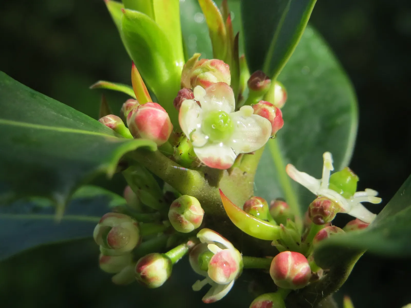 American Holly (Ilex Opaca) — Its spiny dark green leaves and bright red berries are iconic, thriving in well-drained, slightly acidic soil; it is, image 53