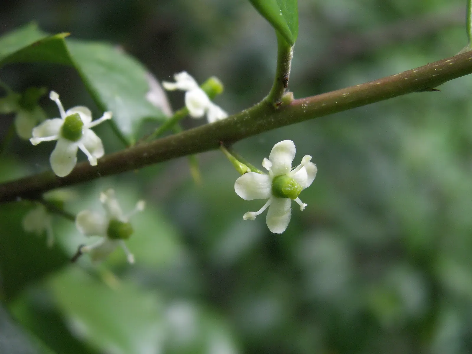 American Holly (Ilex Opaca) — Hardy in zones 5-9, it requires minimal pruning and offers excellent privacy or as a focal specimen; broadleaf, image 79