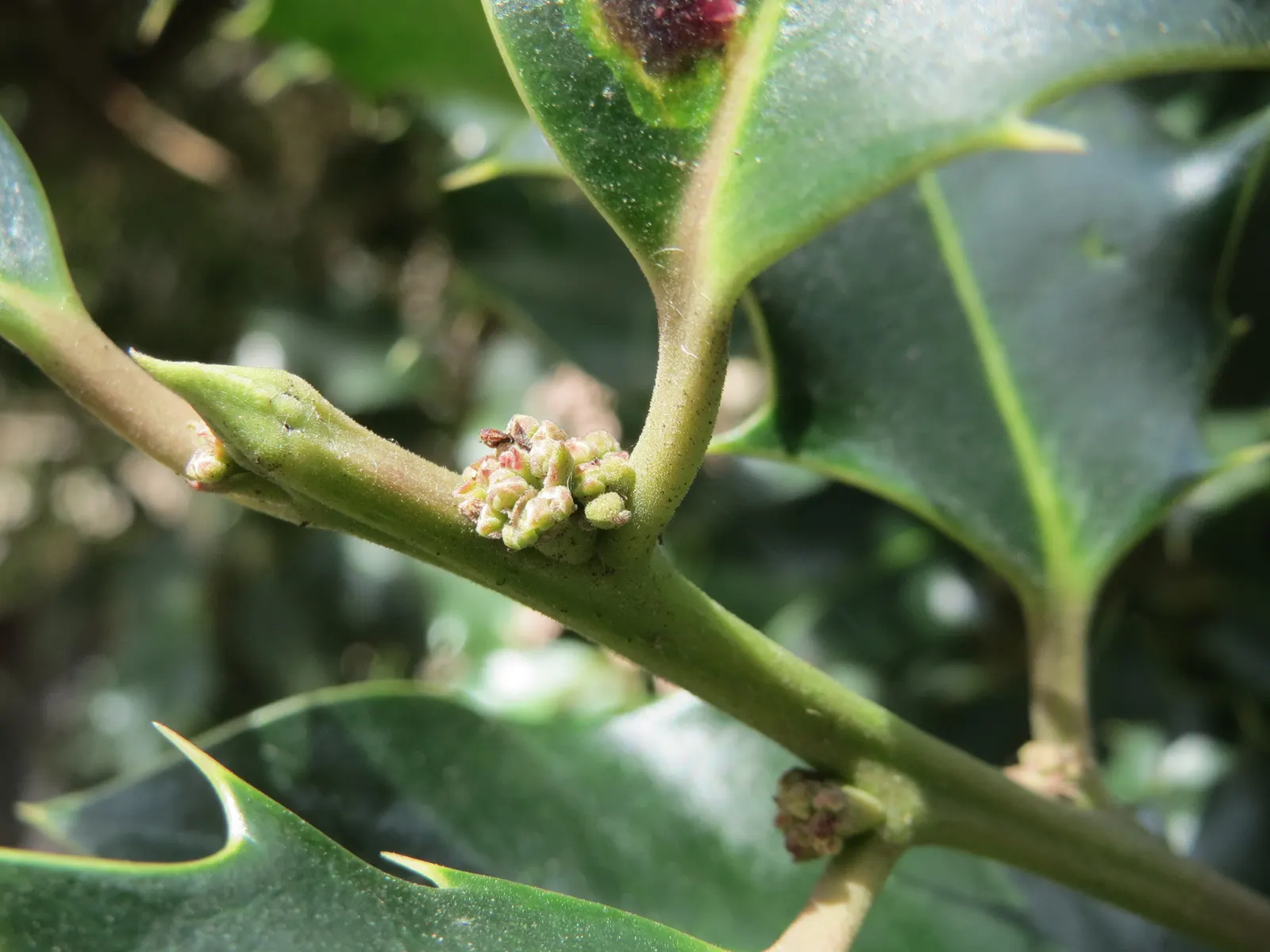 American Holly (Ilex Opaca) — broadleaf evergreen / tree for full or half; its ability to be pruned into a hedge or topiary form adds to its versatility in