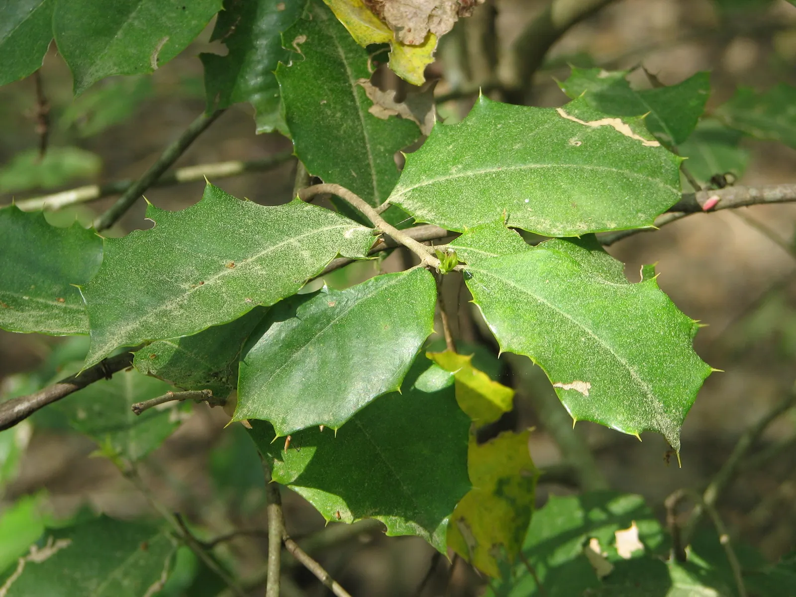 American Holly (Ilex Opaca) — or grouped in a naturalistic setting