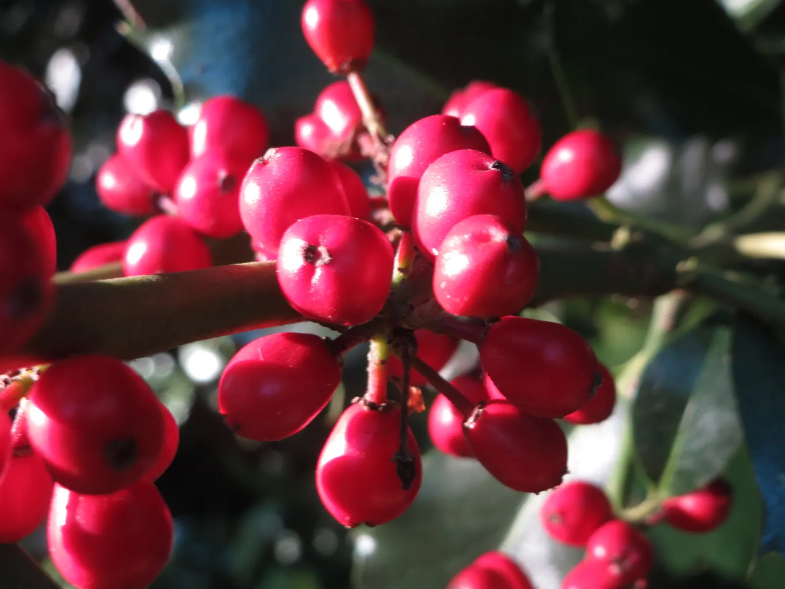 American Holly (Ilex Opaca) — which are traditionally associated with holiday decor; its spiny dark green leaves and bright red berries are iconic, image 58