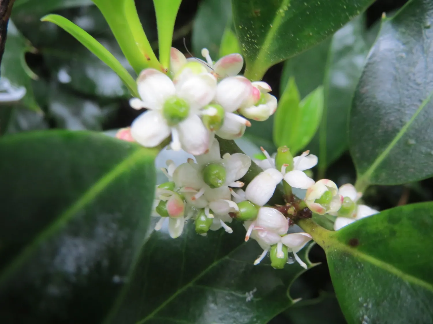 American Holly (Ilex Opaca) — American Holly (Ilex opaca) is an evergreen with a dense pyramidal shape