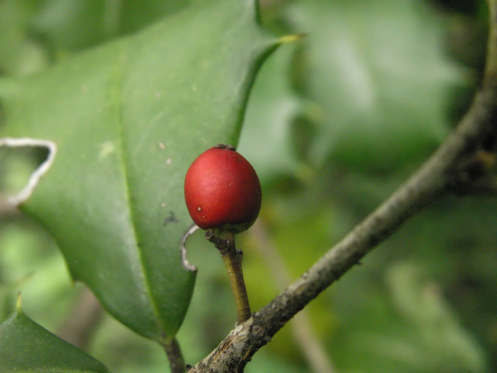 American Holly (Ilex Opaca) — or grouped in a naturalistic setting; when incorporating Ilex opaca into a landscape design, image 71