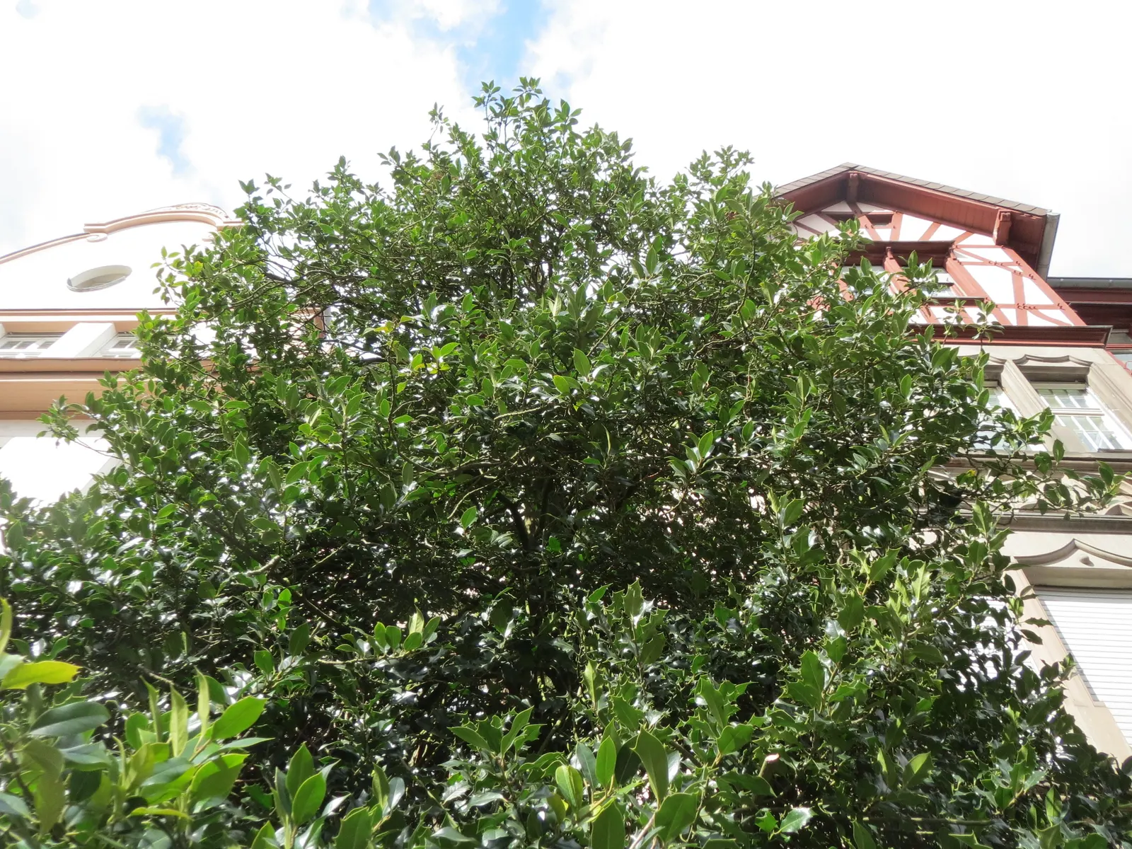 American Holly (Ilex Opaca) — Provides habitat for birds and is relatively slow-growing; dark green foliage and vibrant red berries