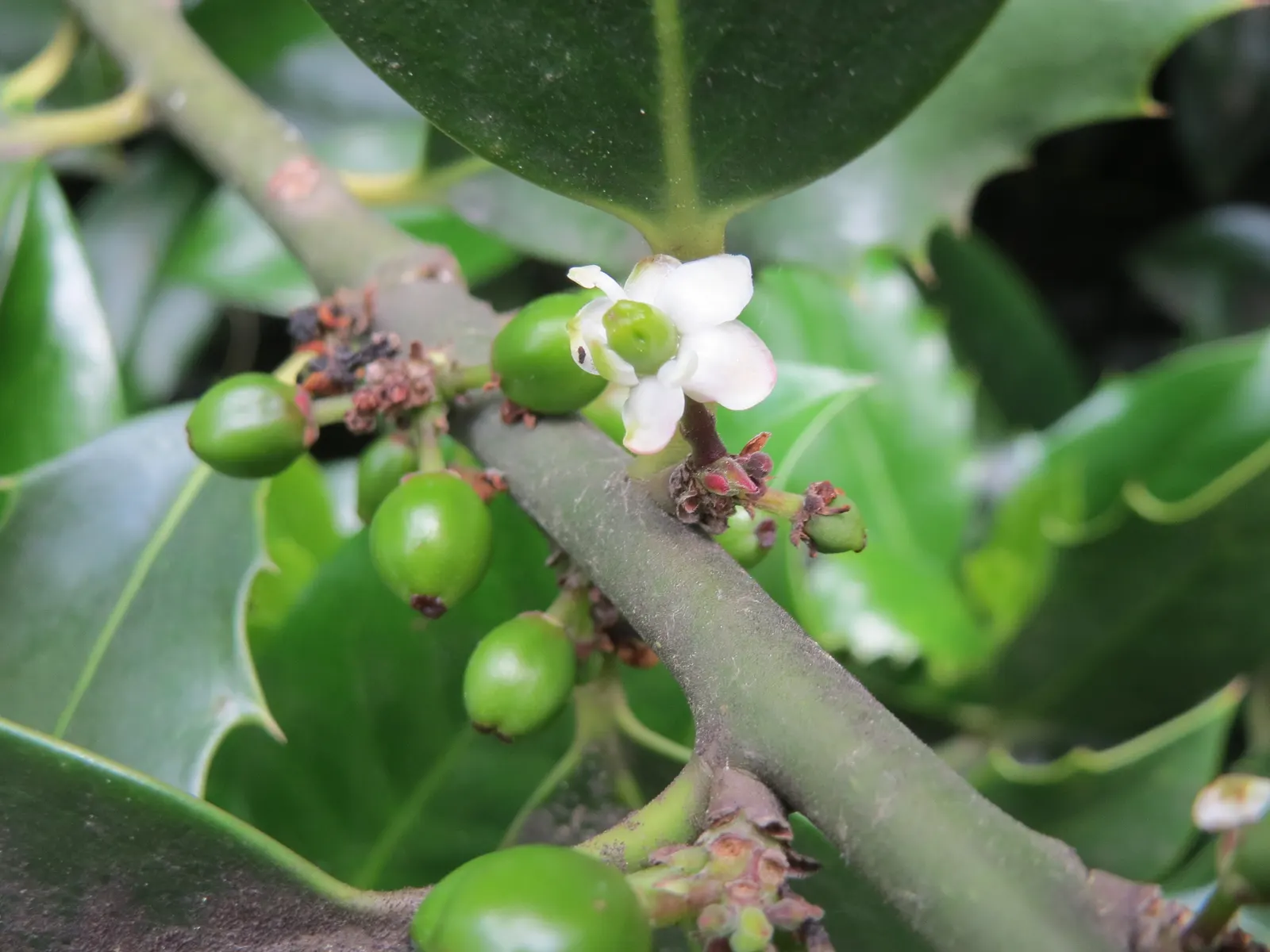 American Holly (Ilex Opaca) — typically reaching 15-30 feet in height with a spread of 10-20 feet; but it can soar even taller, image 77
