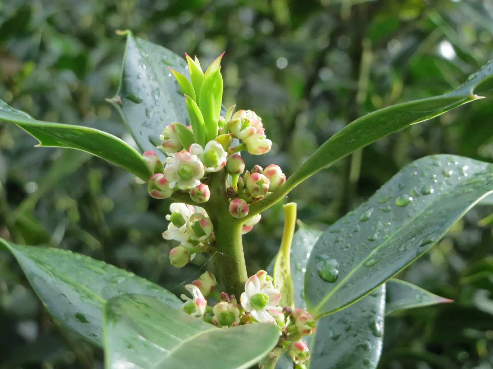 American Holly (Ilex Opaca) — it is as ecologically beneficial as it is aesthetically pleasing