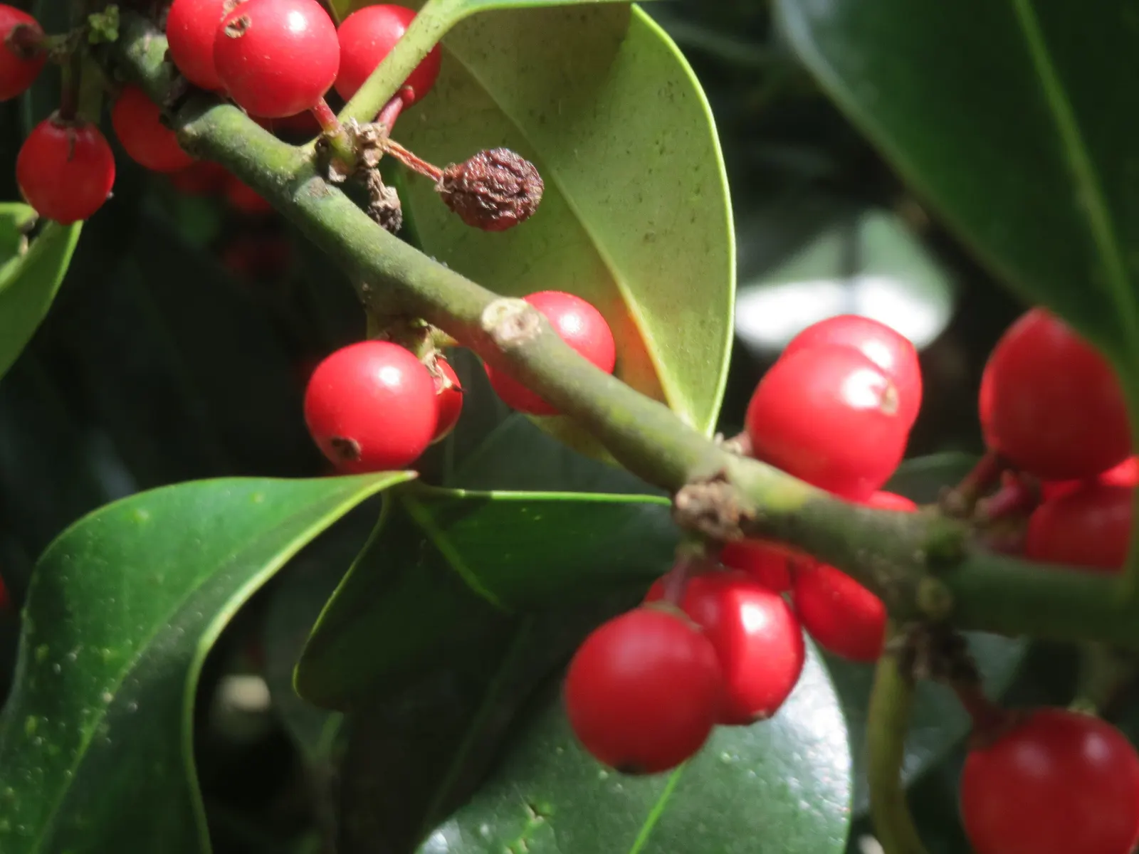 American Holly (Ilex Opaca) — which necessitate a nearby male pollinator.<br><br>Offering shelter and food for wildlife; it should be noted that, image 67