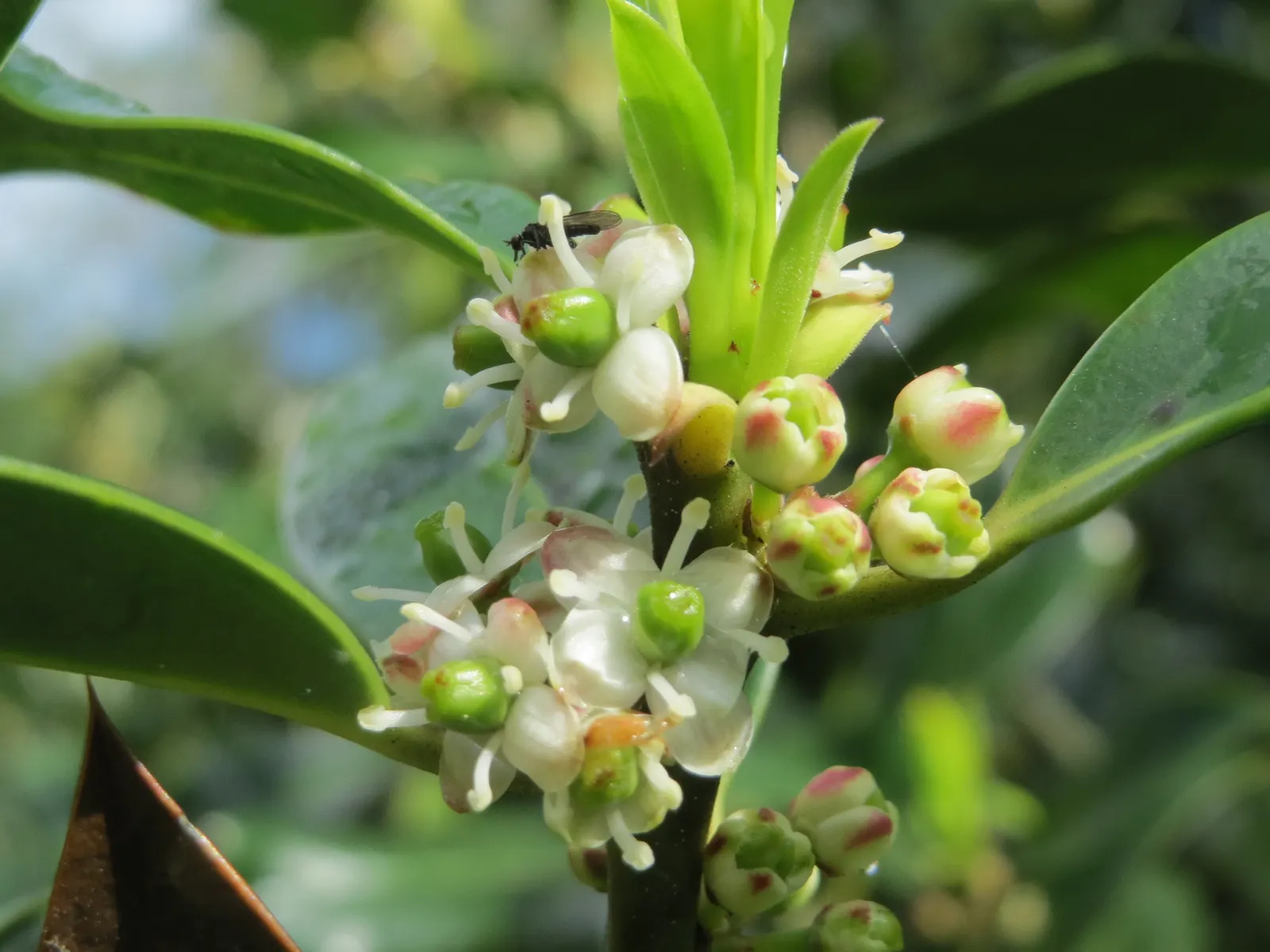 American Holly (Ilex Opaca) — under optimal conditions.<br><br>Hardy in USDA zones 5 through 9