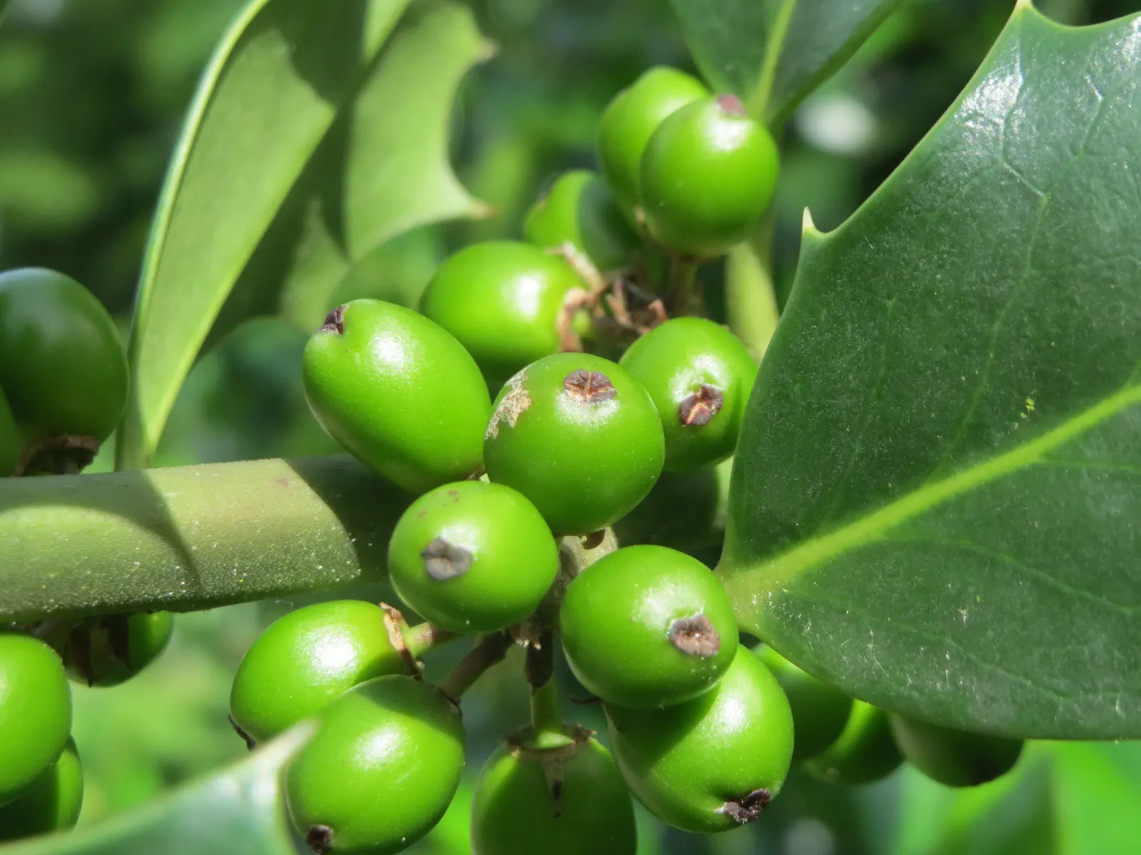 American Holly (Ilex Opaca) — dark green foliage and vibrant red berries; or grouped in a naturalistic setting, image 82