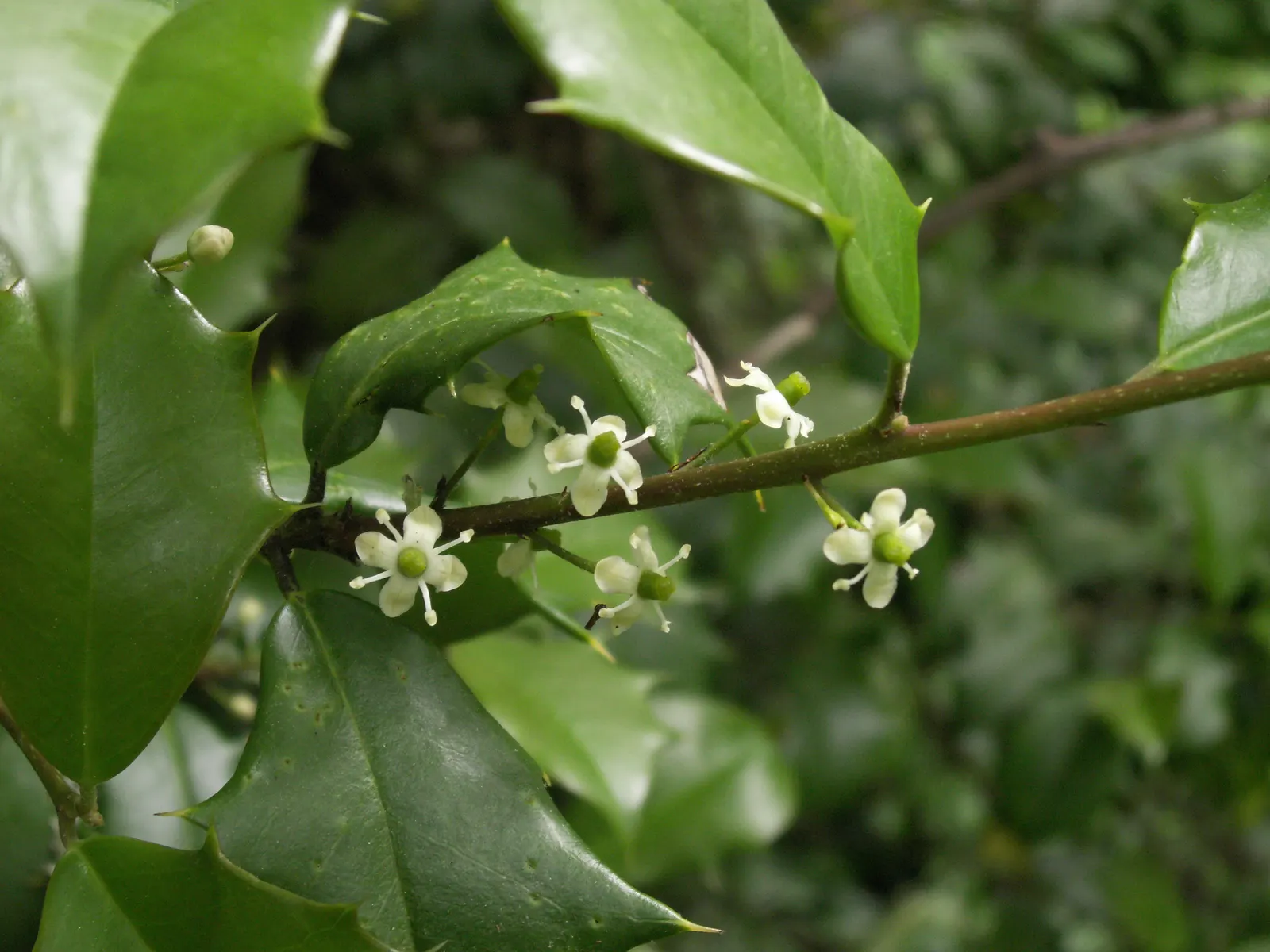 American Holly (Ilex Opaca) — American Holly (Ilex opaca) is an evergreen with a dense pyramidal shape; hardy in zones 5-9, it requires minimal, image 101