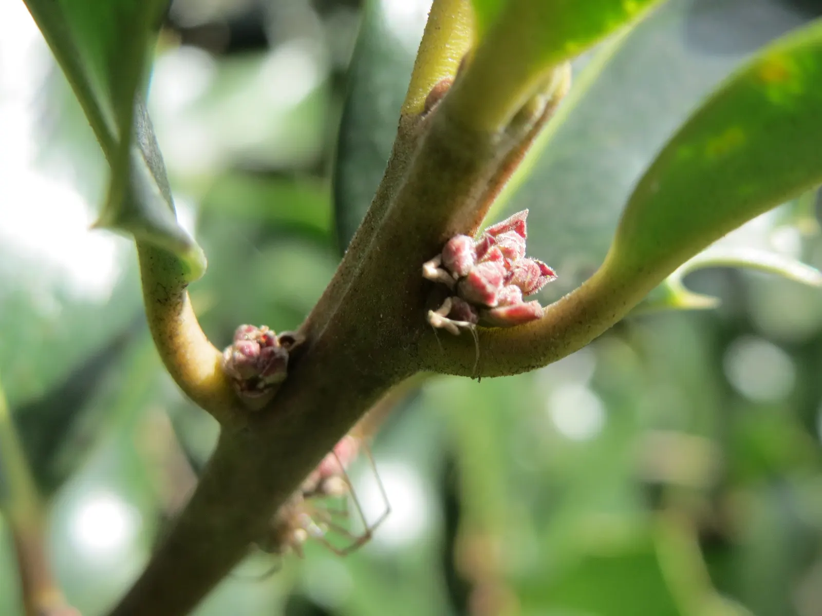 American Holly (Ilex Opaca) — white flowers in the garden; which are traditionally associated with holiday decor, image 98