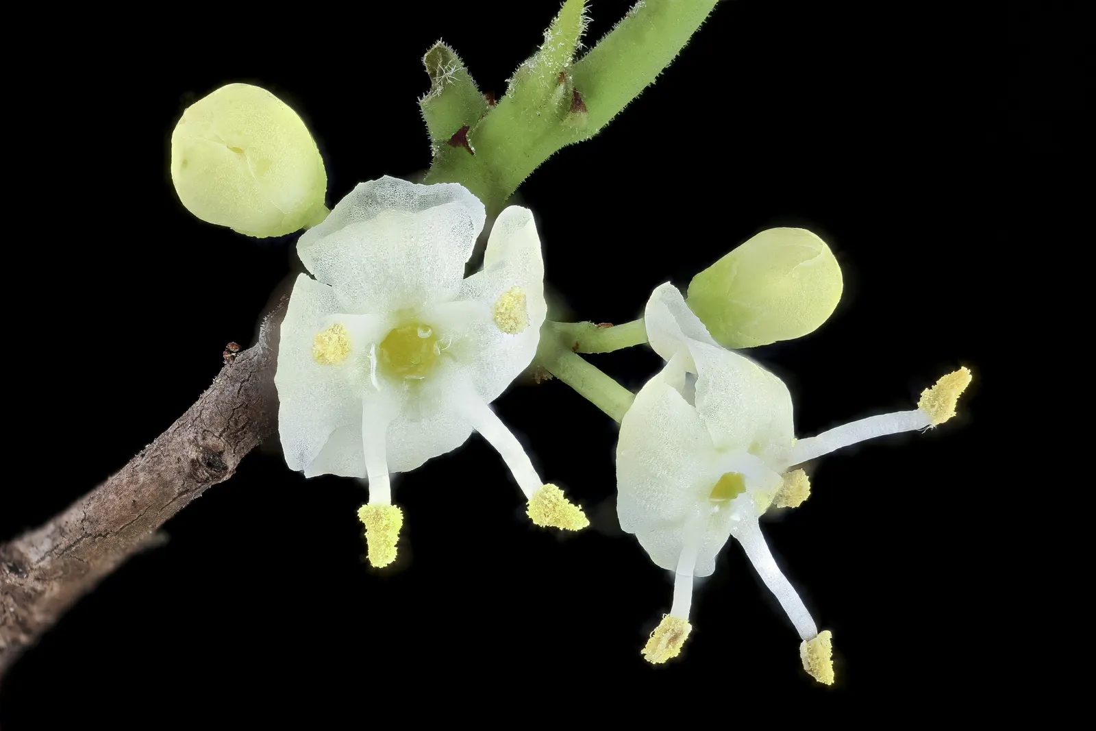American Holly (Ilex Opaca) — this species thrives in well-drained, image 63