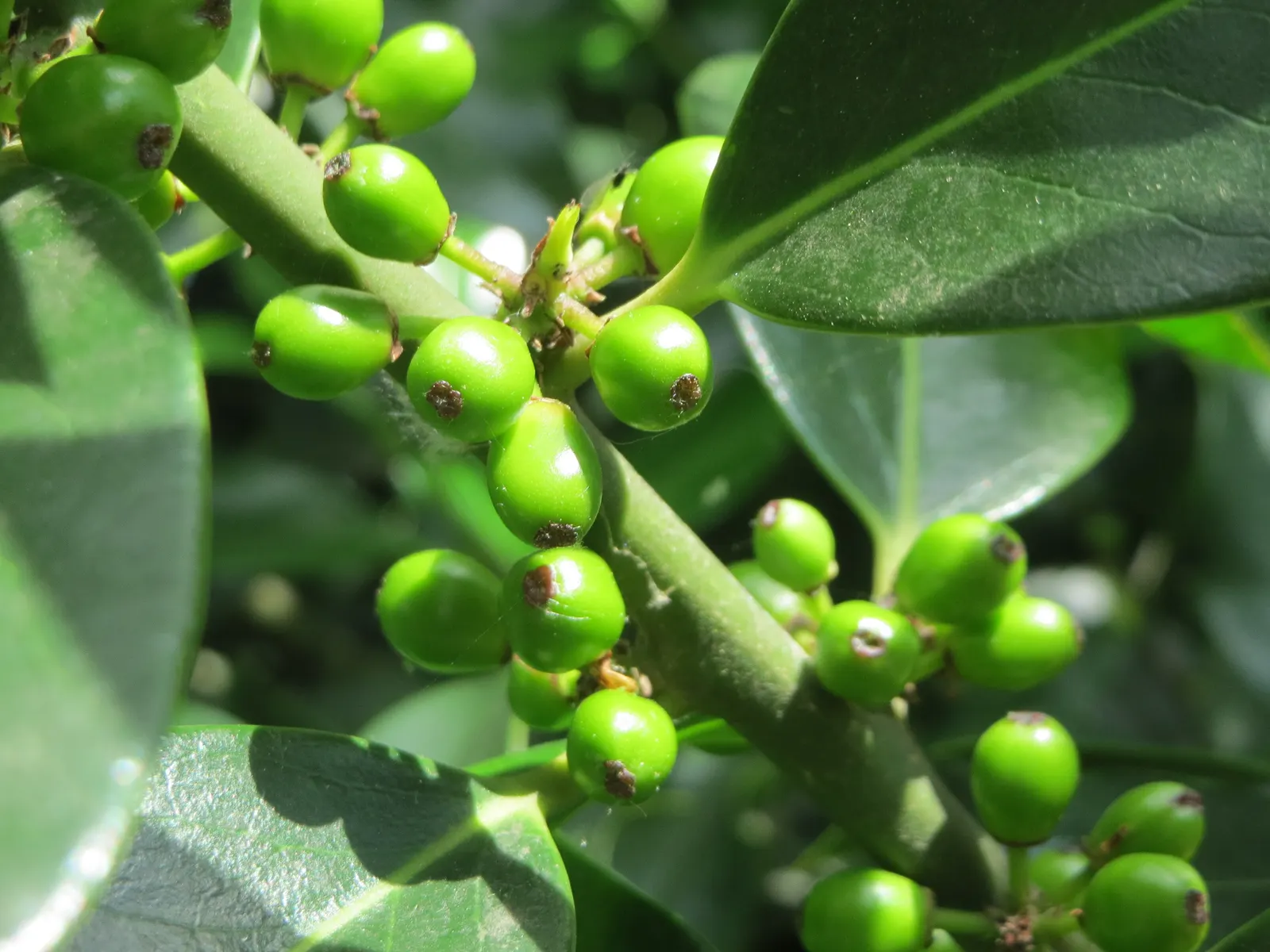 American Holly (Ilex Opaca) — is a regal evergreen tree revered for its glossy; and although it can adapt to a range of light conditions