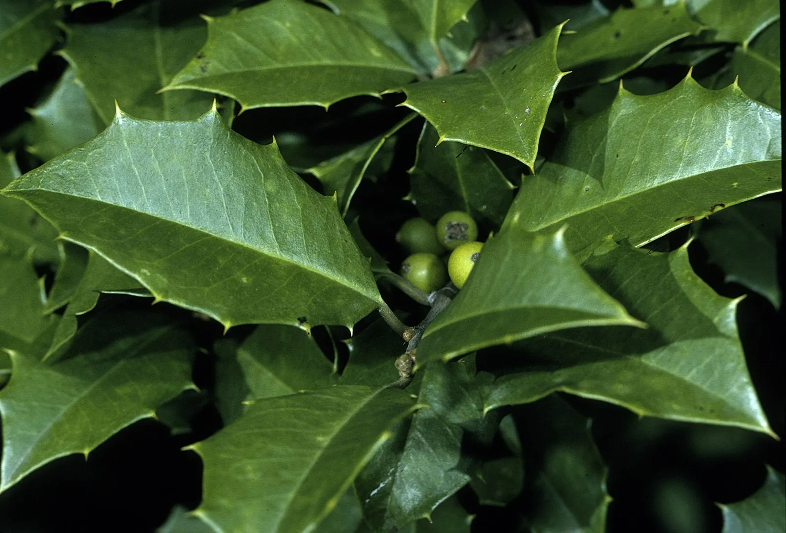 American Holly (Ilex Opaca) — it is as ecologically beneficial as it is aesthetically pleasing; white flowers in the garden, image 68