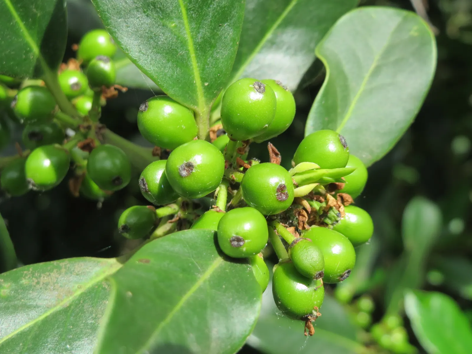 American Holly (Ilex Opaca) — or grouped in a naturalistic setting; when incorporating Ilex opaca into a landscape design