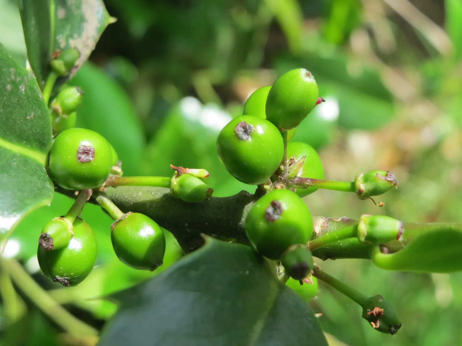 American Holly (Ilex Opaca) — but it can soar even taller; broadleaf evergreen / tree with white blooms