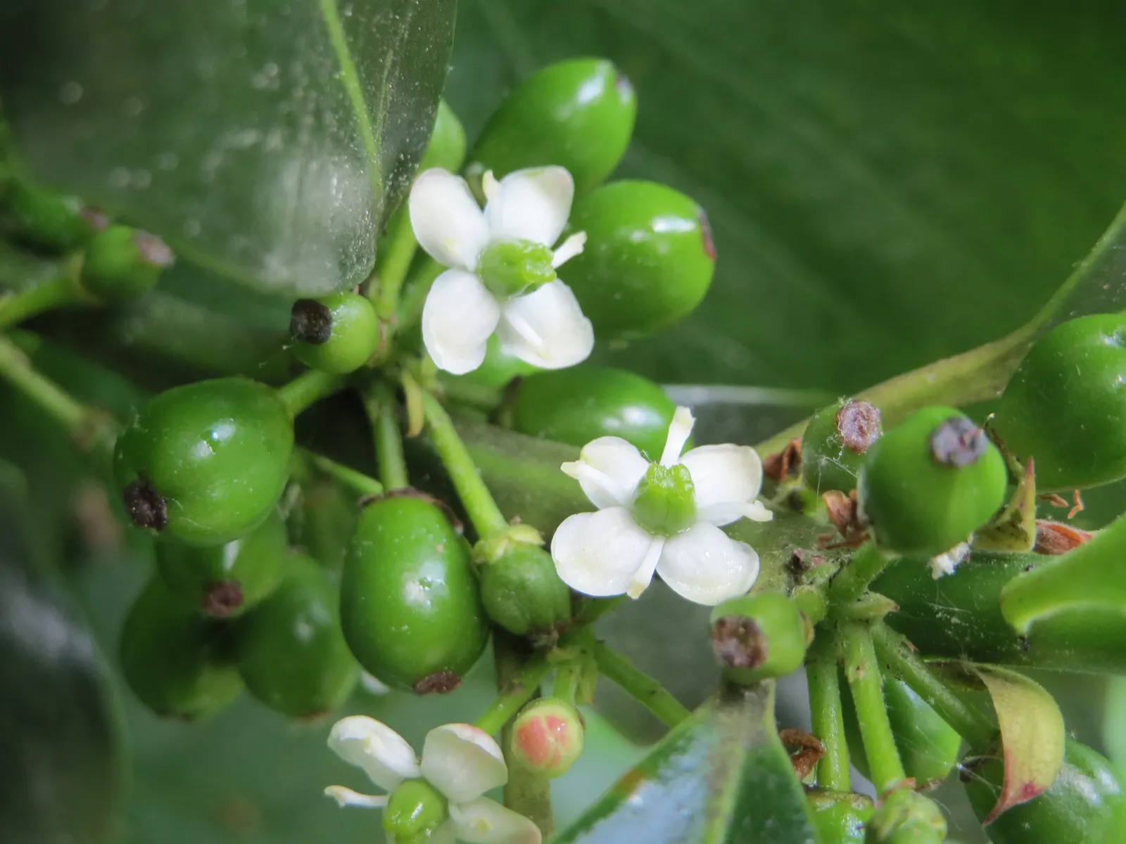 American Holly (Ilex Opaca) — it prefers full sun to partial shade for optimal growth and berry production; typically reaching 15-30 feet in height, image 65